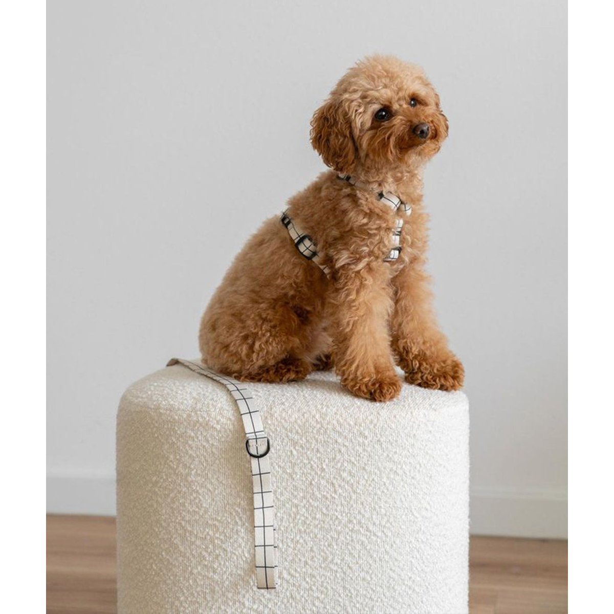 Harnais pour chien en PET recyclé, JUNO blanc, CAFIDE