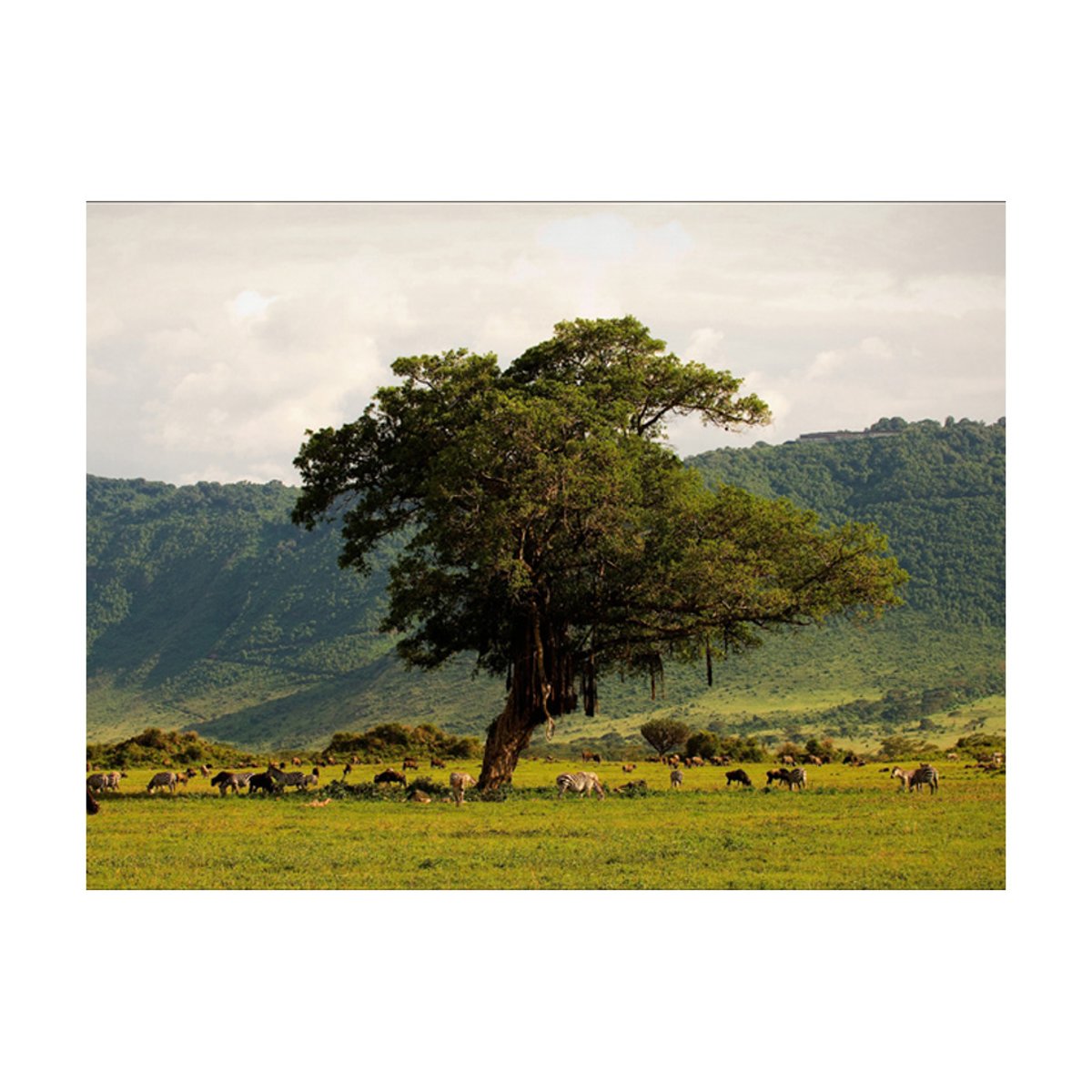 Papier peint intissé panoramique Paysage In a crater of Ngoro ngoro vert, EDEN