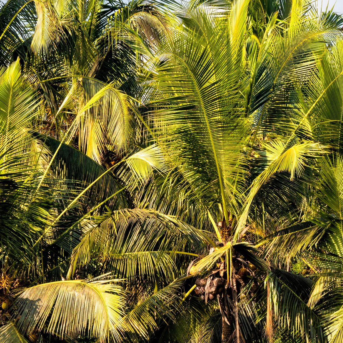 Papier peint panoramique exotique cocos plant intissé, HEXOA