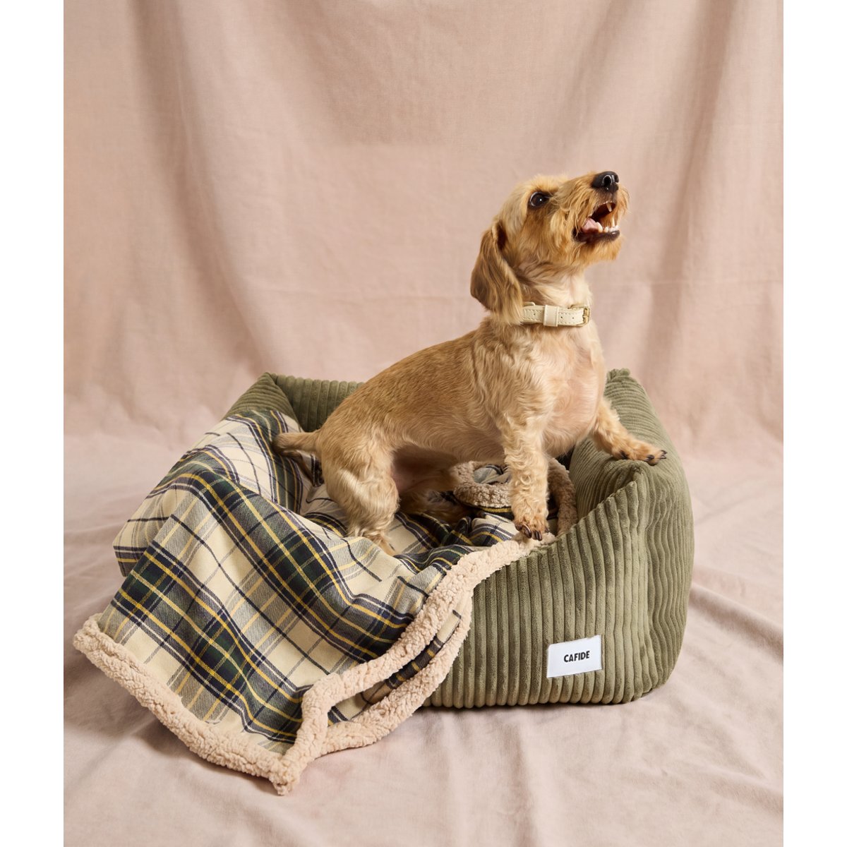 Couverture pour chien tartan beige, Toia beige, CAFIDE