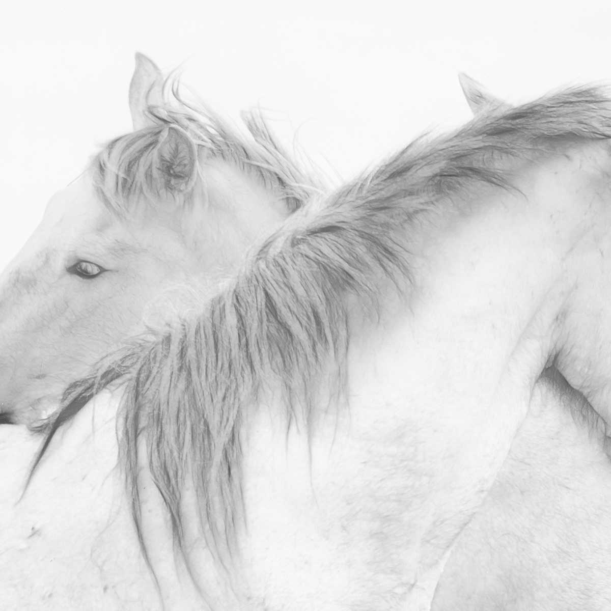 Poster chevaux blancs au crayon de bois affiche + cadre en bois - noir, HEXOA