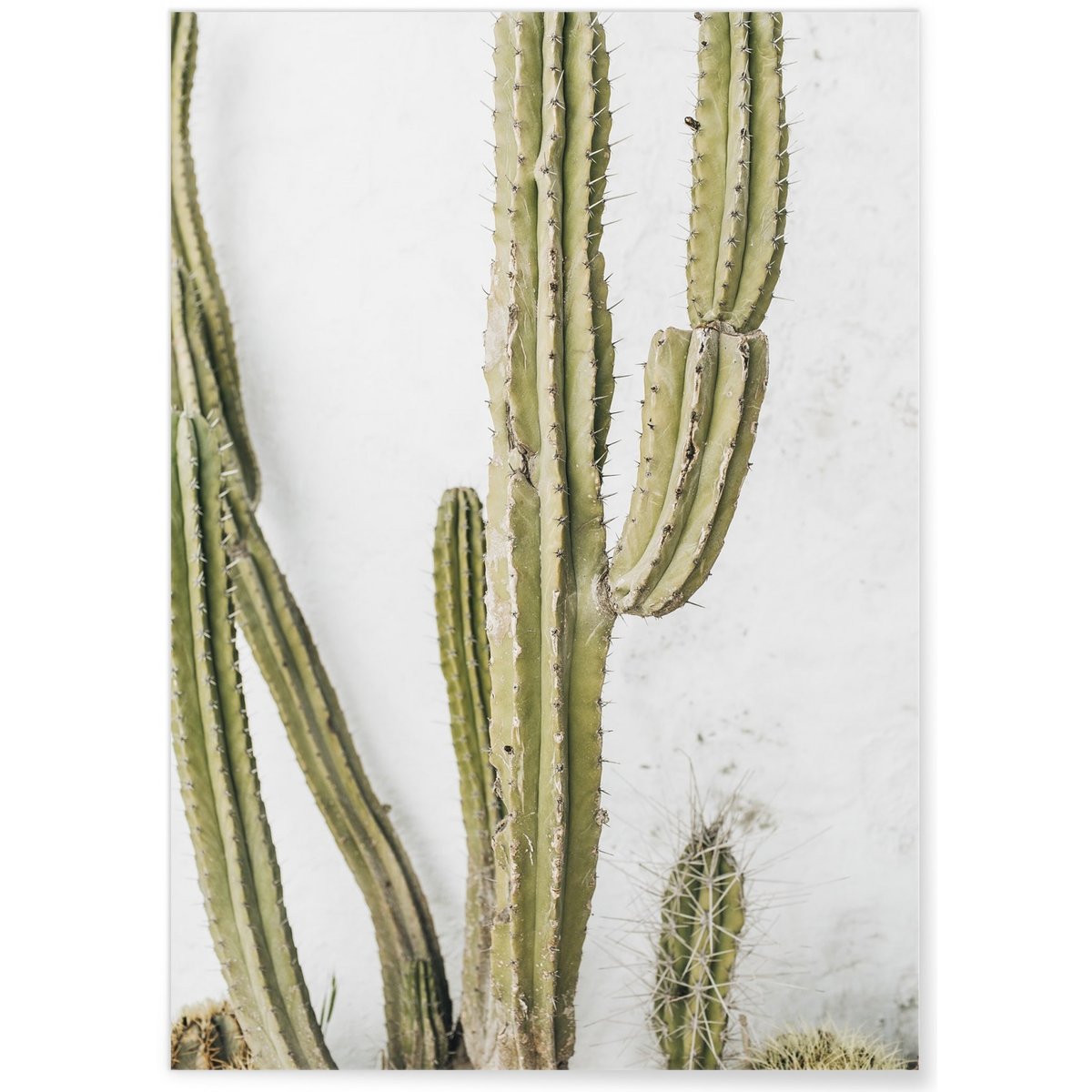 Poster nature Cactus blanc, L'AFFICHERIE