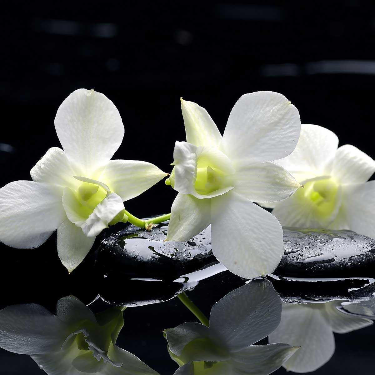 Tableau zen deco design orchidée blanche tableau alu dibond, HEXOA
