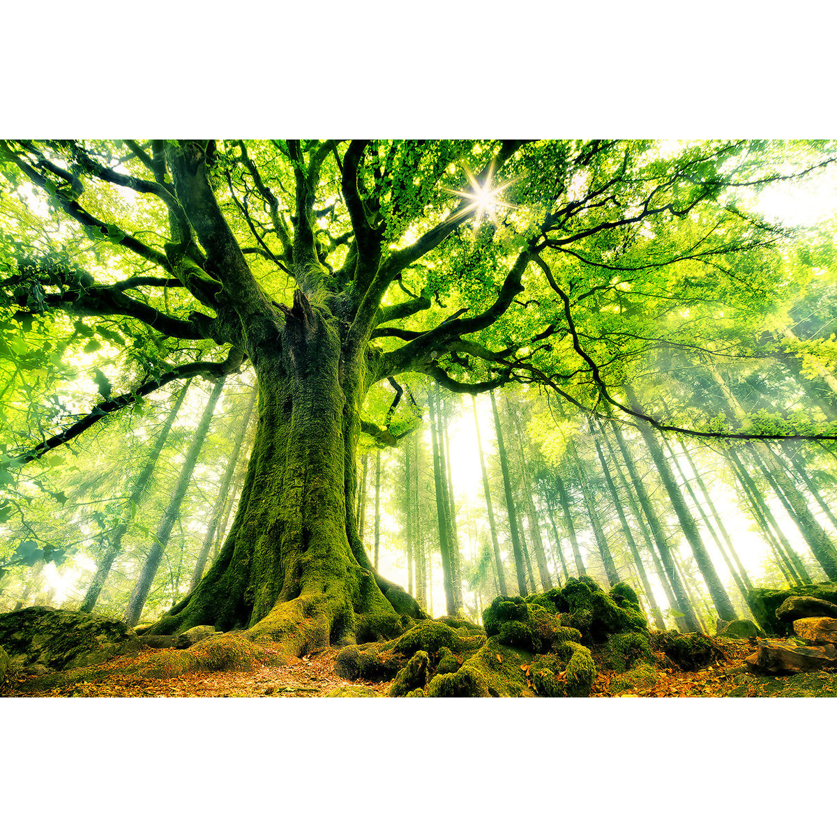 Tableau nature l 'hêtre de ponthus tableau alu dibond, HEXOA
