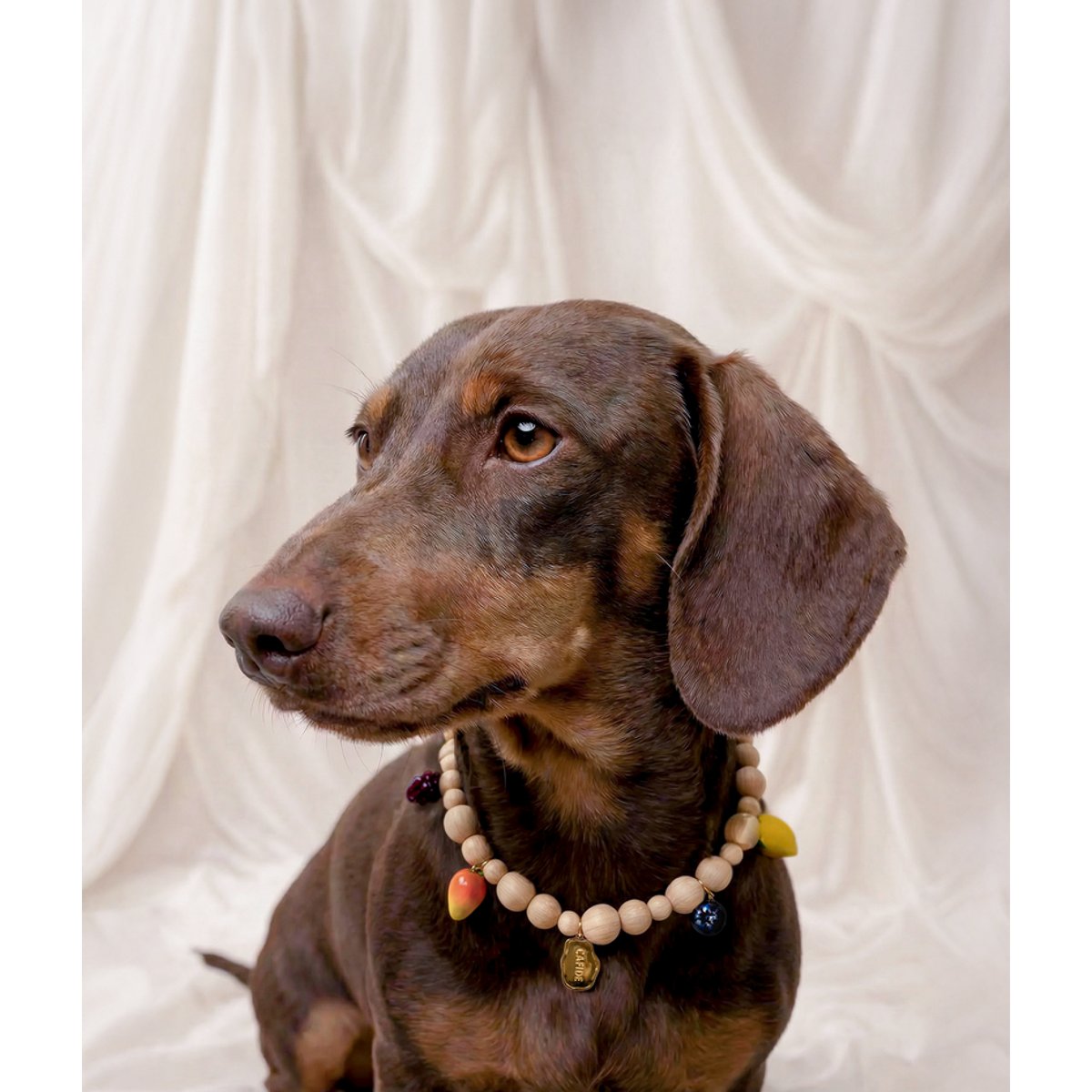 Collier à breloques pour chien, SIRA bois clair, CAFIDE