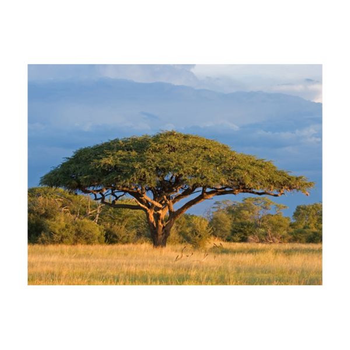 Papier peint intissé panoramique Paysage Acacia africain - Parc national Hwange, Zimbabwe beige, EDEN