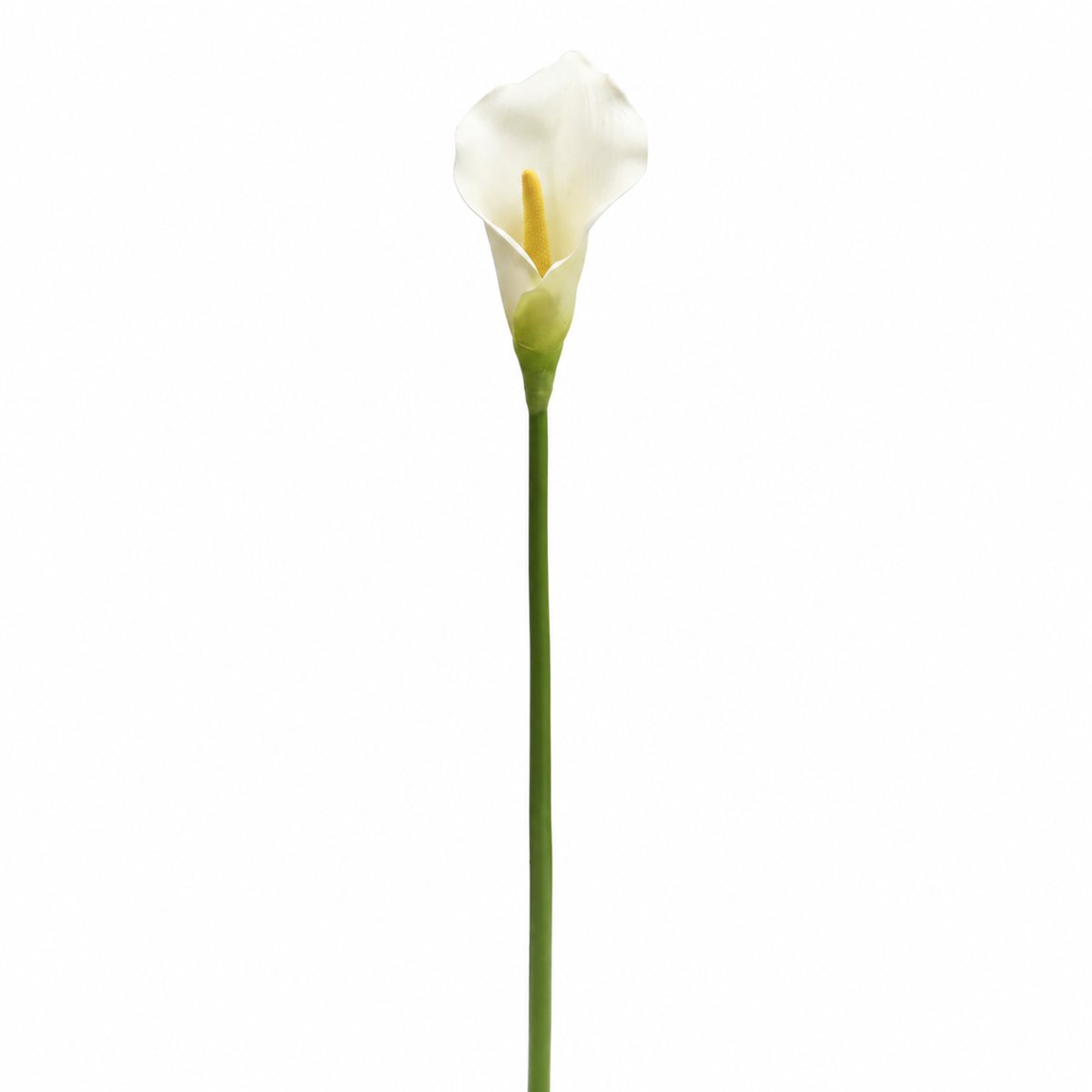 Tige d'arum artificielle H75 blanc, SIA
