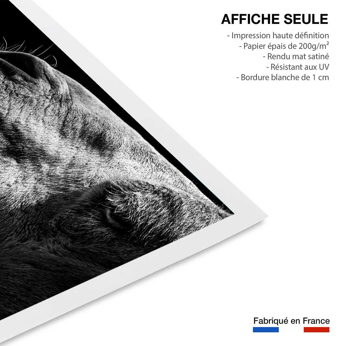 Poster animaux Portrait de chameau affiche seule, HEXOA