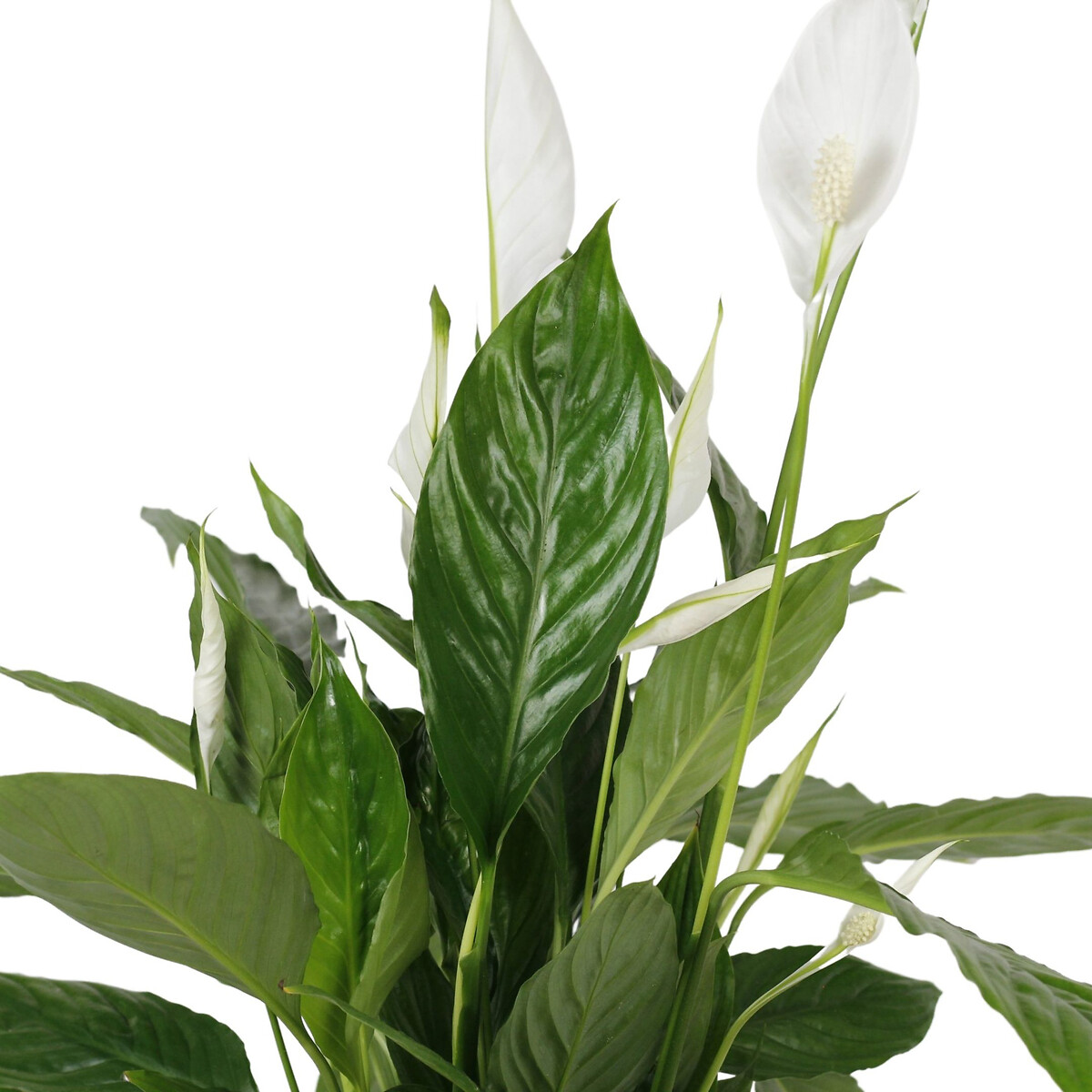 Planta Spathiphyllum vivaldi + vaso havana horizon, da BIOMA calcário, BIOMA PLANTS