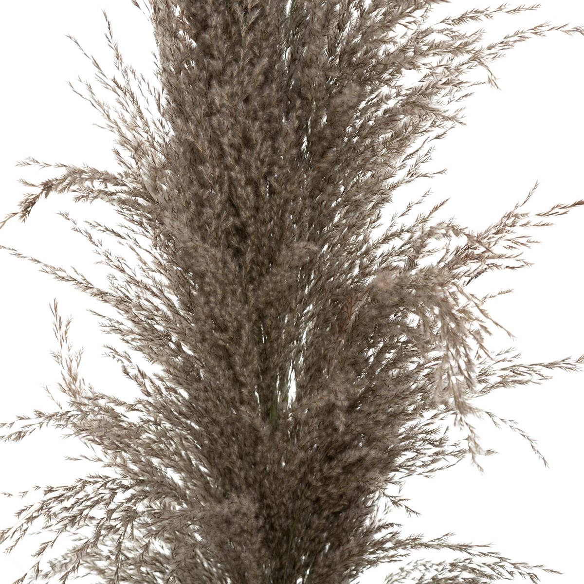 Set de 3 fleurs séchées PAMPA BRUNE marron, ATMOSPHERA