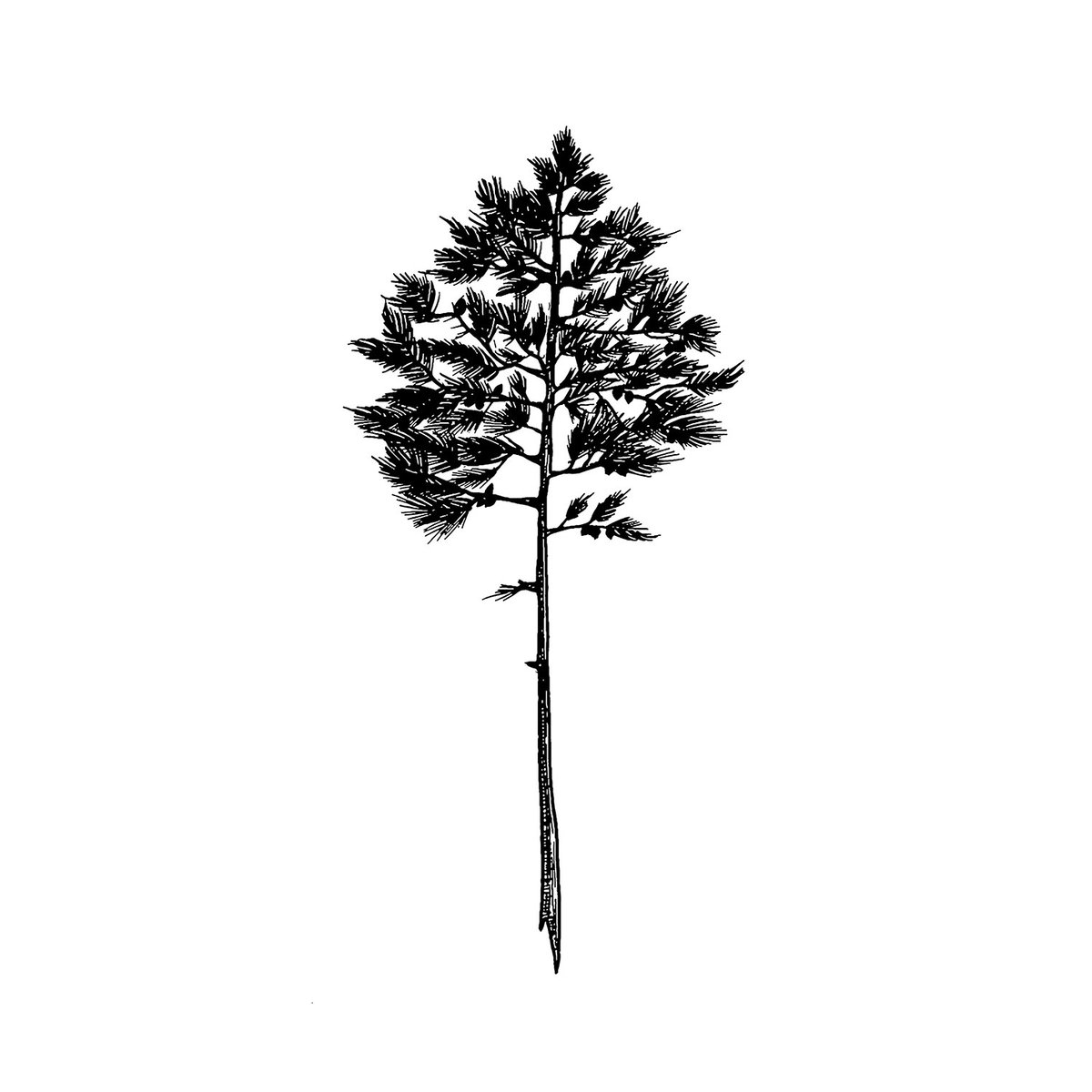 Tableau pin landais tableau alu dibond, HEXOA