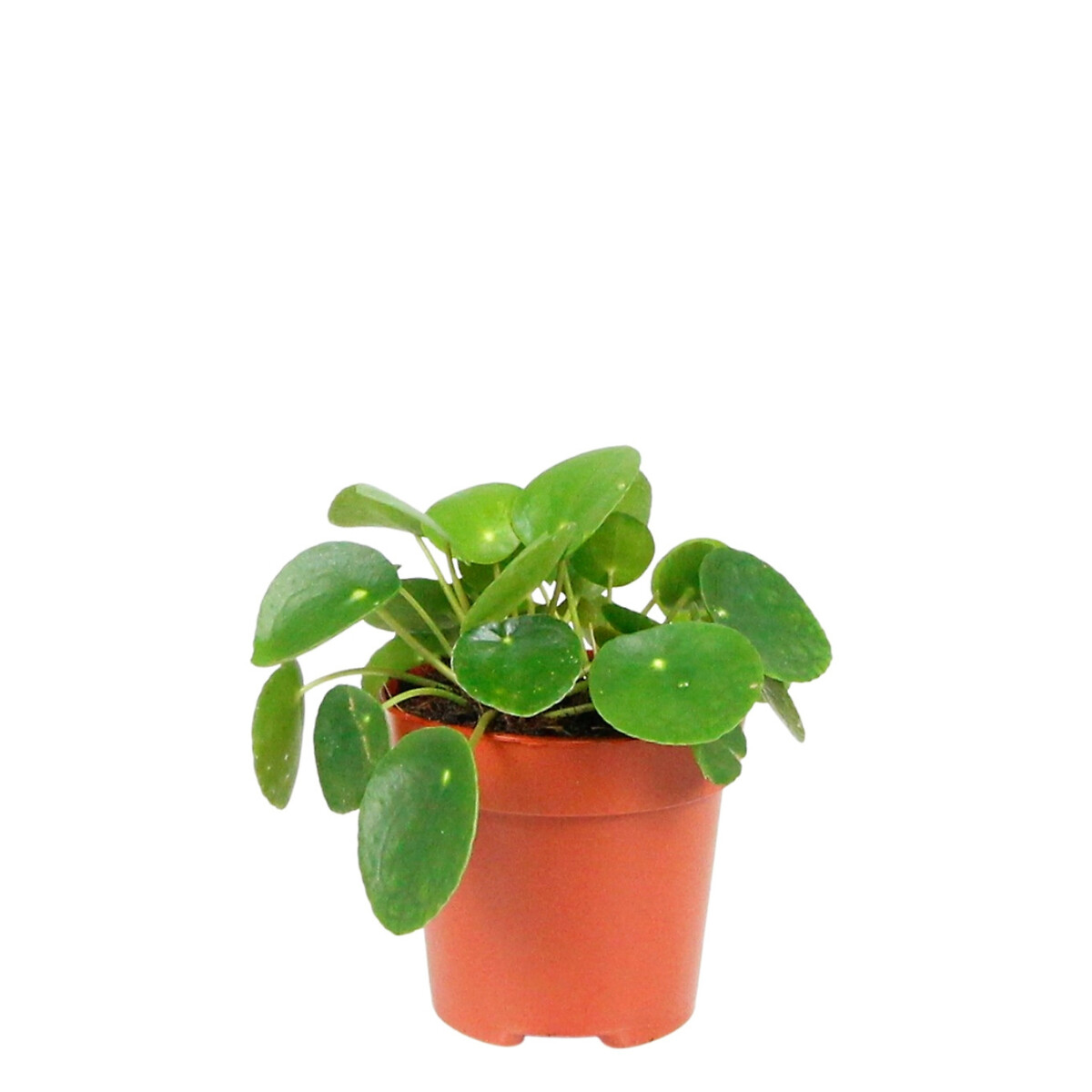 Planta Pet friendly (conjunto 3), BIOMA verde, BIOMA PLANTS