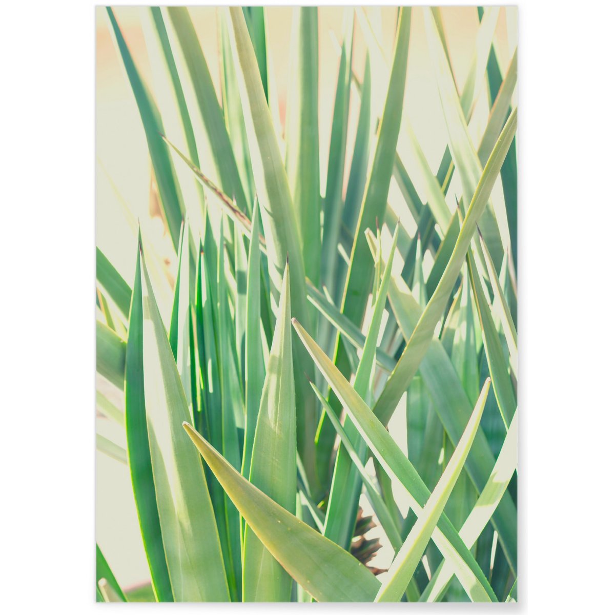 Poster Palm Tree Leaf 1 blanc, L'AFFICHERIE