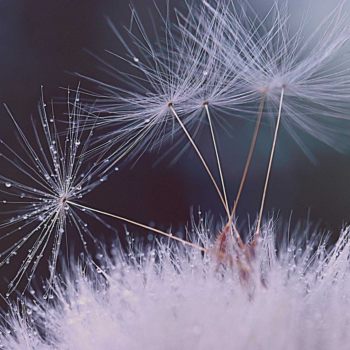 Affiche fleurs dandelion seeds affiche + cadre en bois - noir, HEXOA