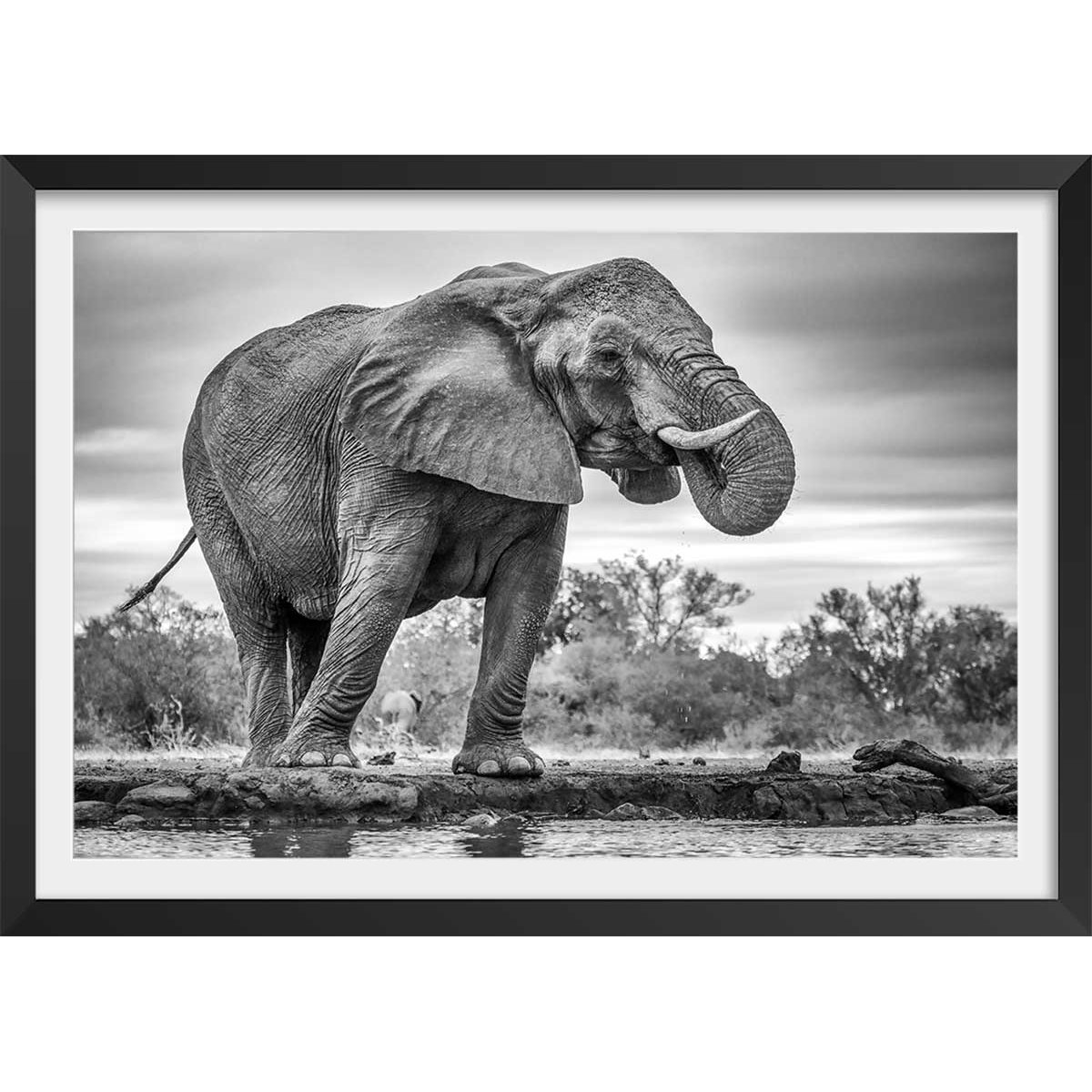Affiche animaux standing proud affiche + cadre en bois - noir, HEXOA