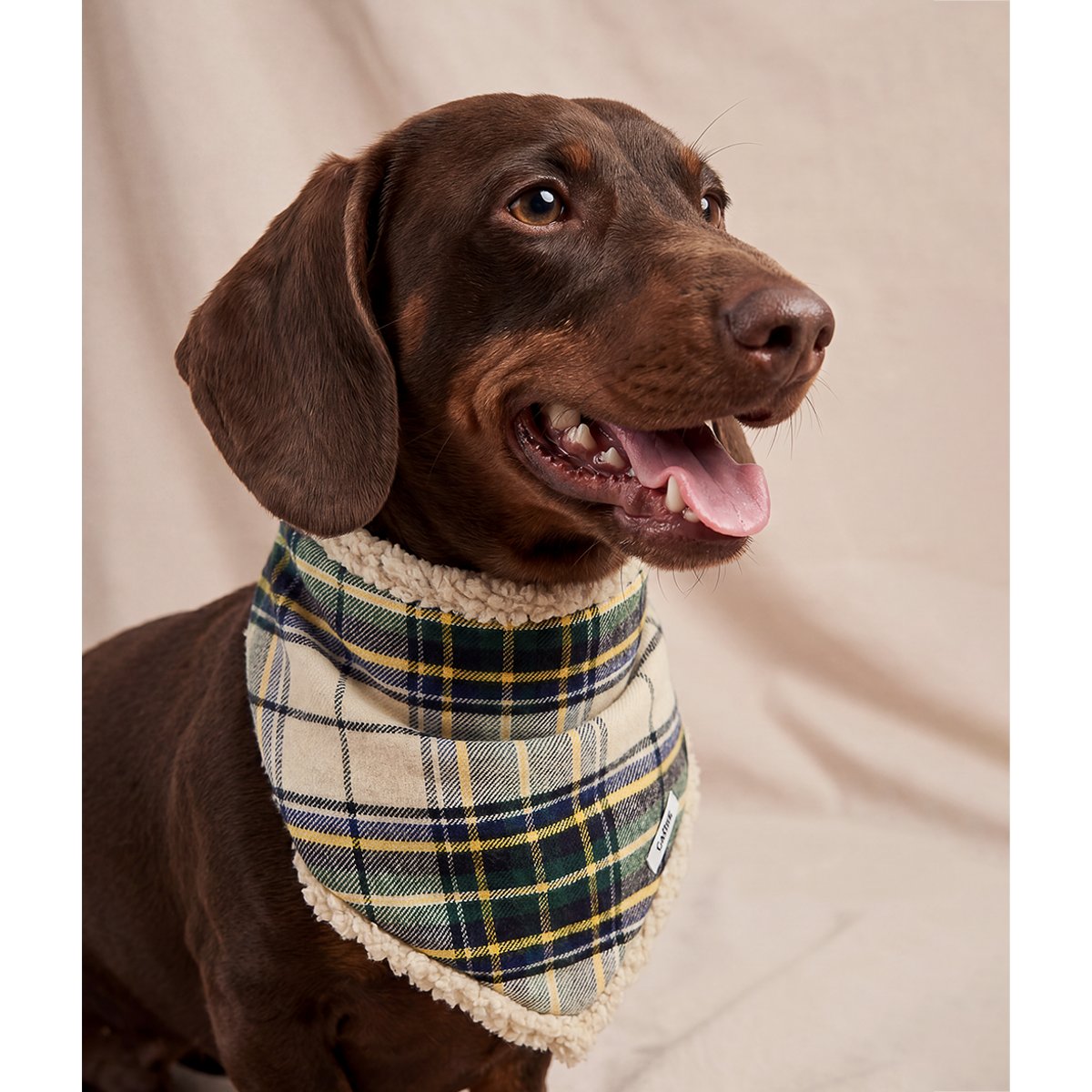 Bandana tartan beige pour chien, Nata beige, CAFIDE