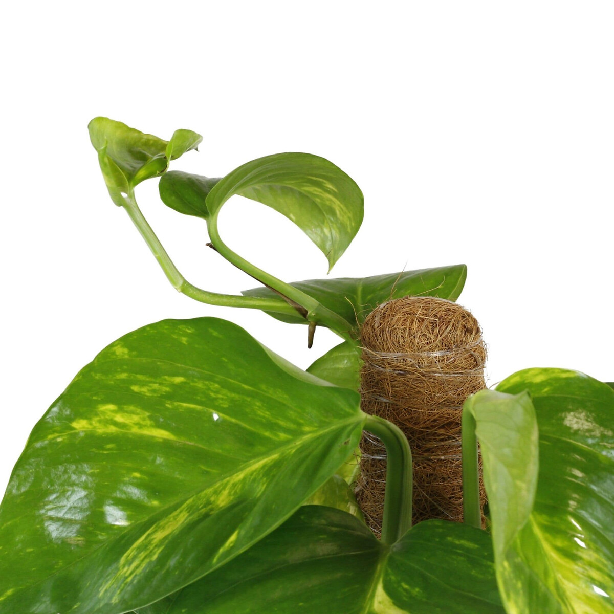 Planta Scindapsus aureum + vaso havana waves, da BIOMA linho, BIOMA PLANTS