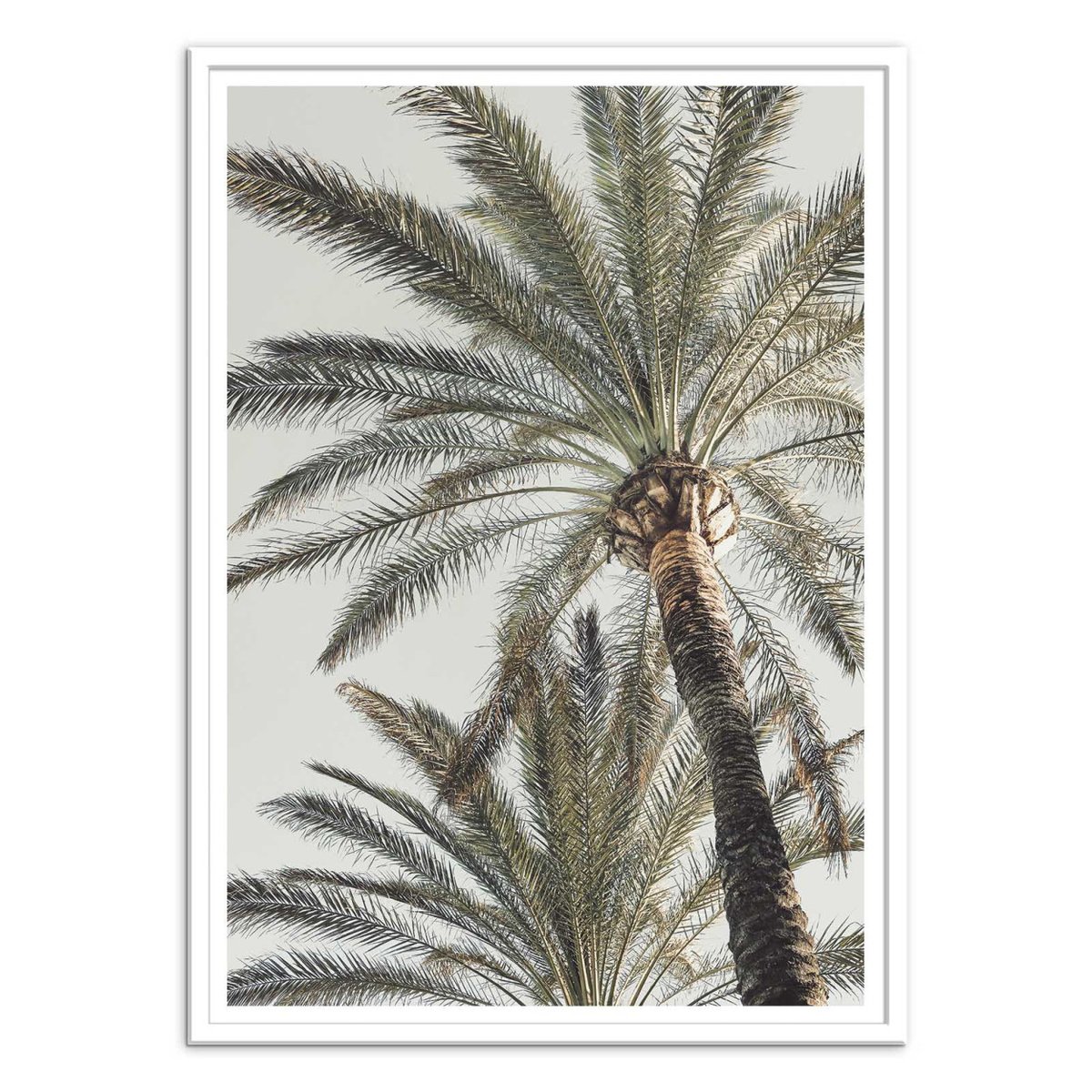 Affiche d'art - Palm_005 - Pictufy Studio III affiche d'art, WALL EDITIONS