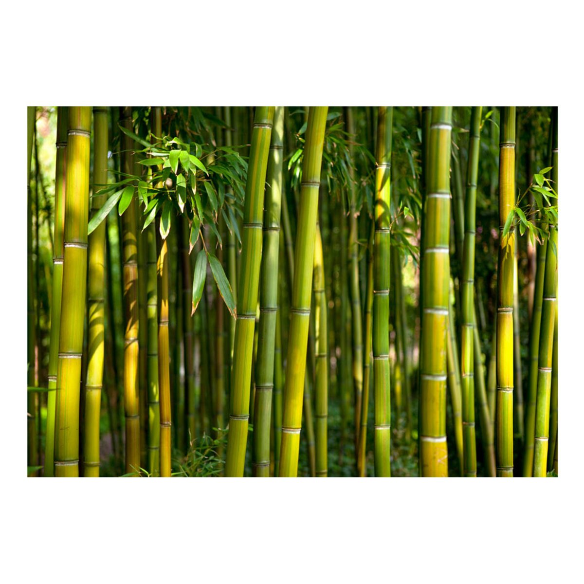 Papier peint intissé panoramique Orient Oriental Garden vert, EDEN