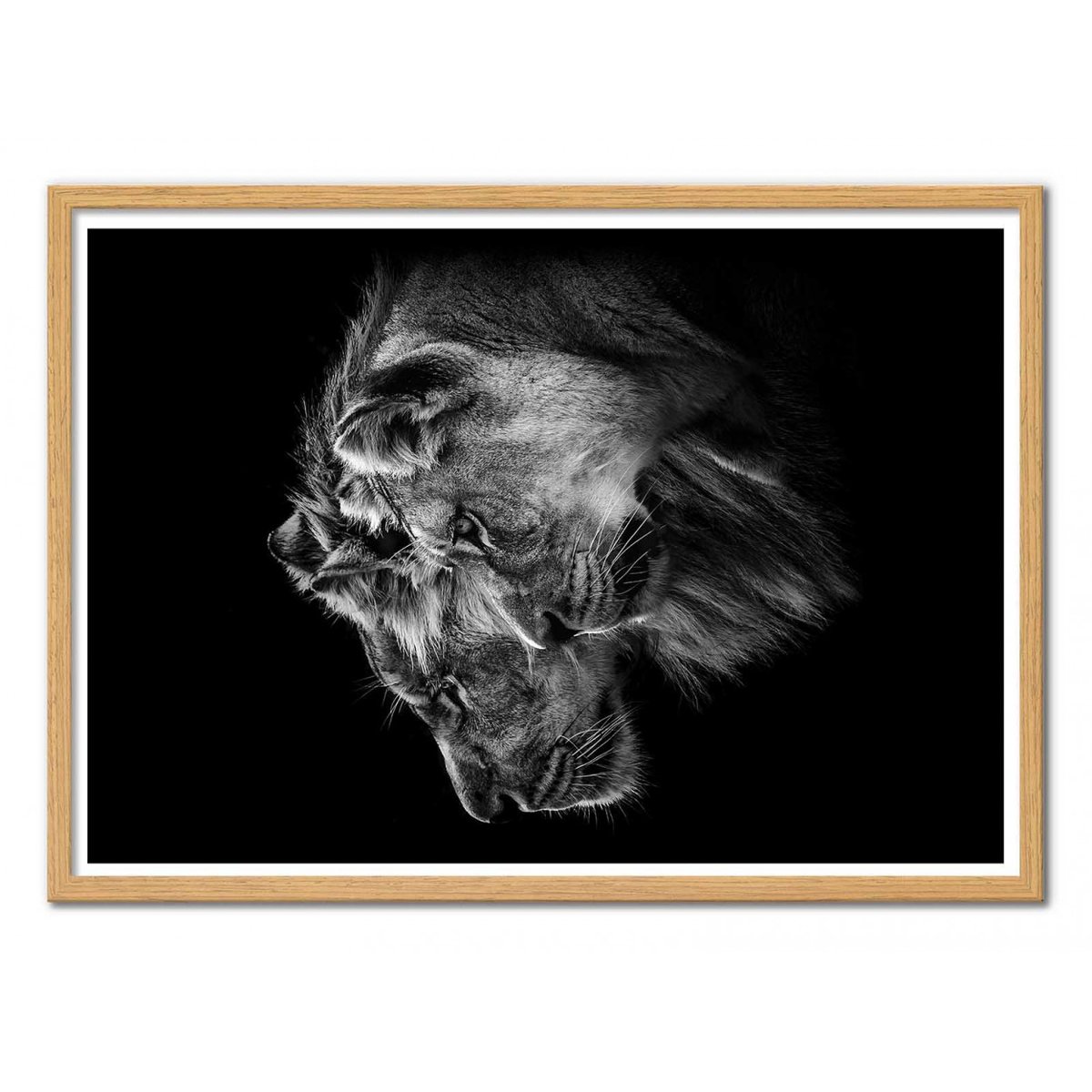 Affiche d'art - Lion and  lioness portrait - Laurent Lothare Dambreville affiche d'art, WALL EDITIONS