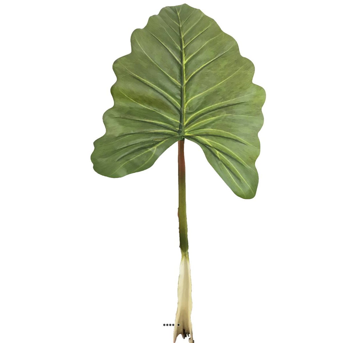 Feuille d'Alocasia, Songe Caraïbe a v002239, ARTIFICIELLES
