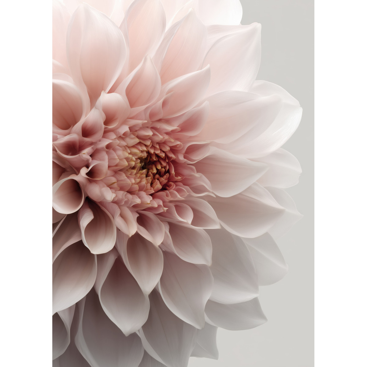 Tableau Sur Toile Dahlia Décoratif FLEUR tableaux sur toile-rose, CEANOTHE