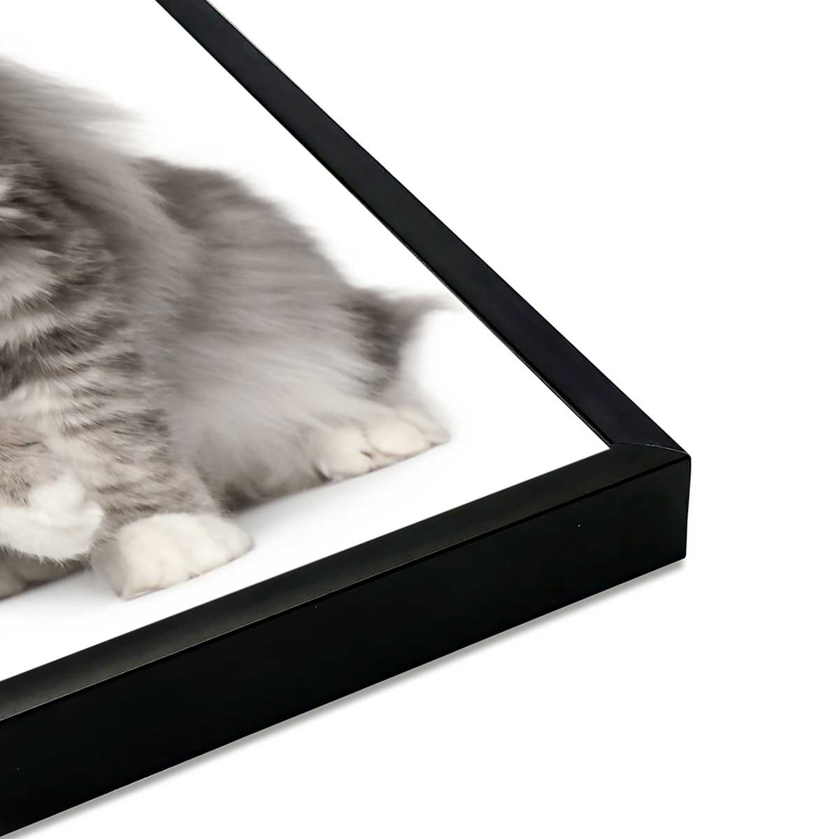 Affiche encadrée chat élégant au pelage majestueux affiche + cadre en métal - noir, HEXOA