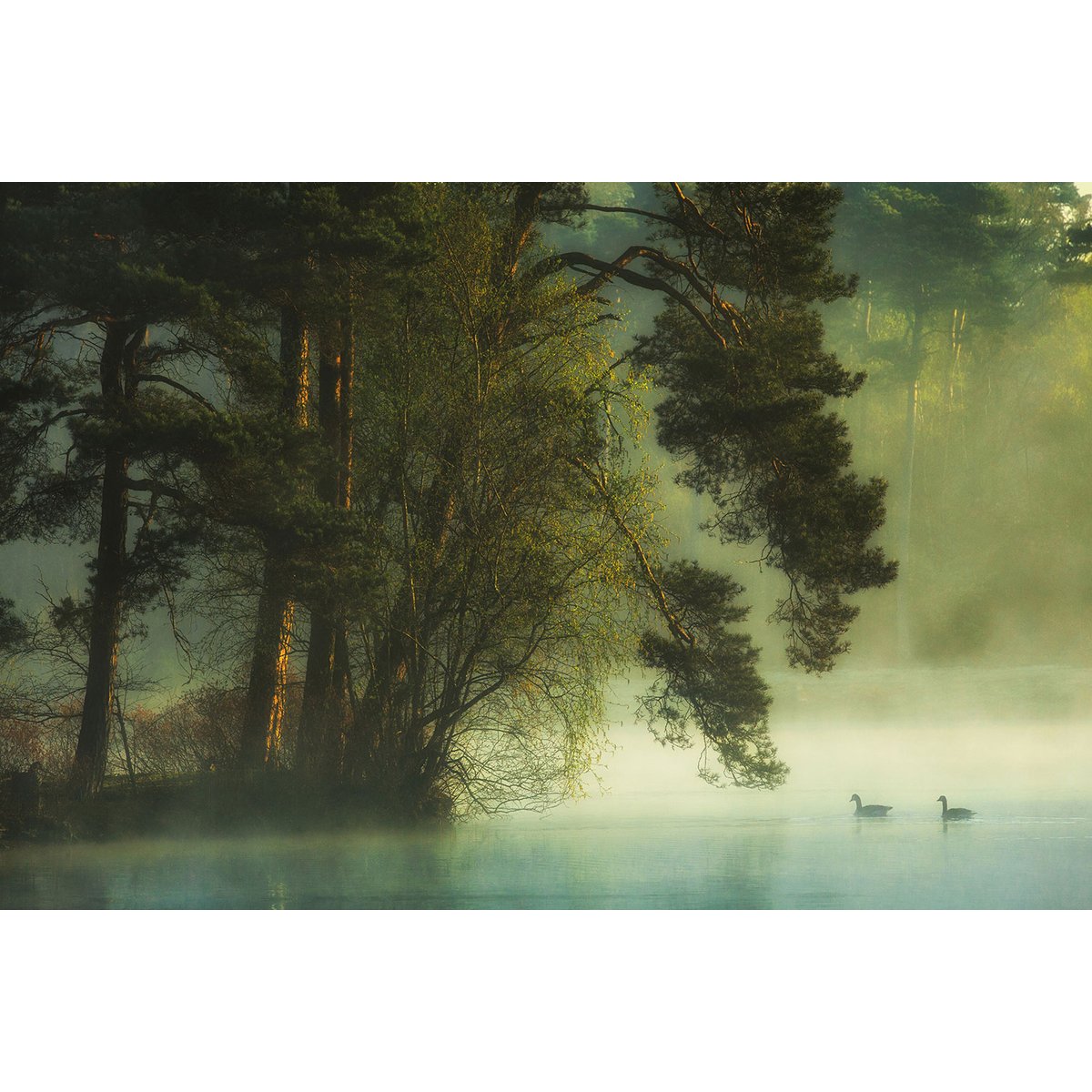 Tableau paysage marais neerlandais tableau alu dibond, HEXOA