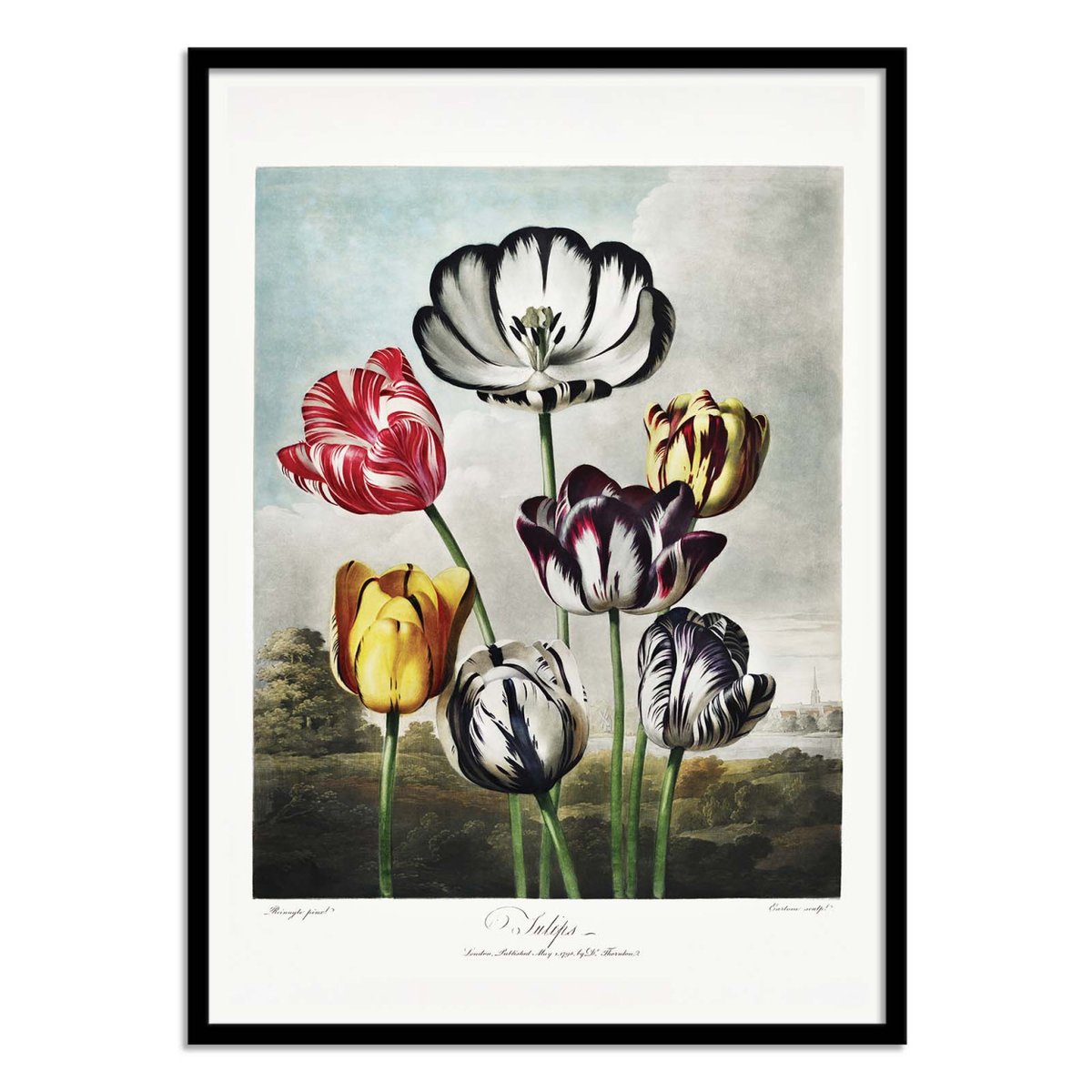 Affiche d'art - Tulips from The Temple of Flora (1807) - Robert John Thornton couleur unique, WALL EDITIONS