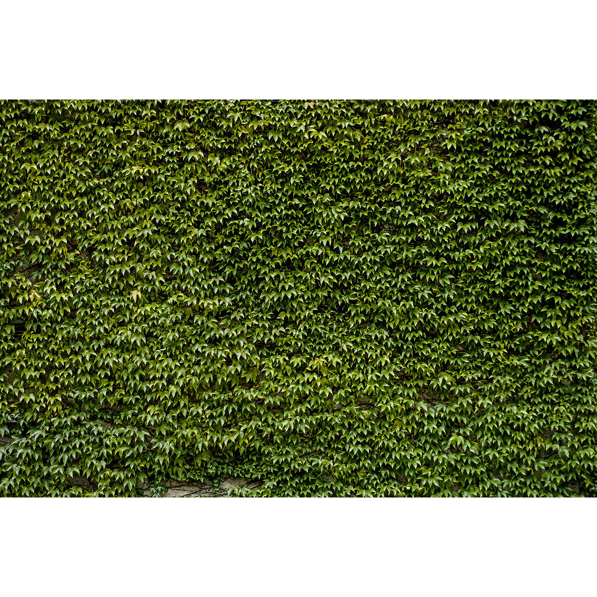 Tableau nature mur de lierres tableau alu dibond, HEXOA