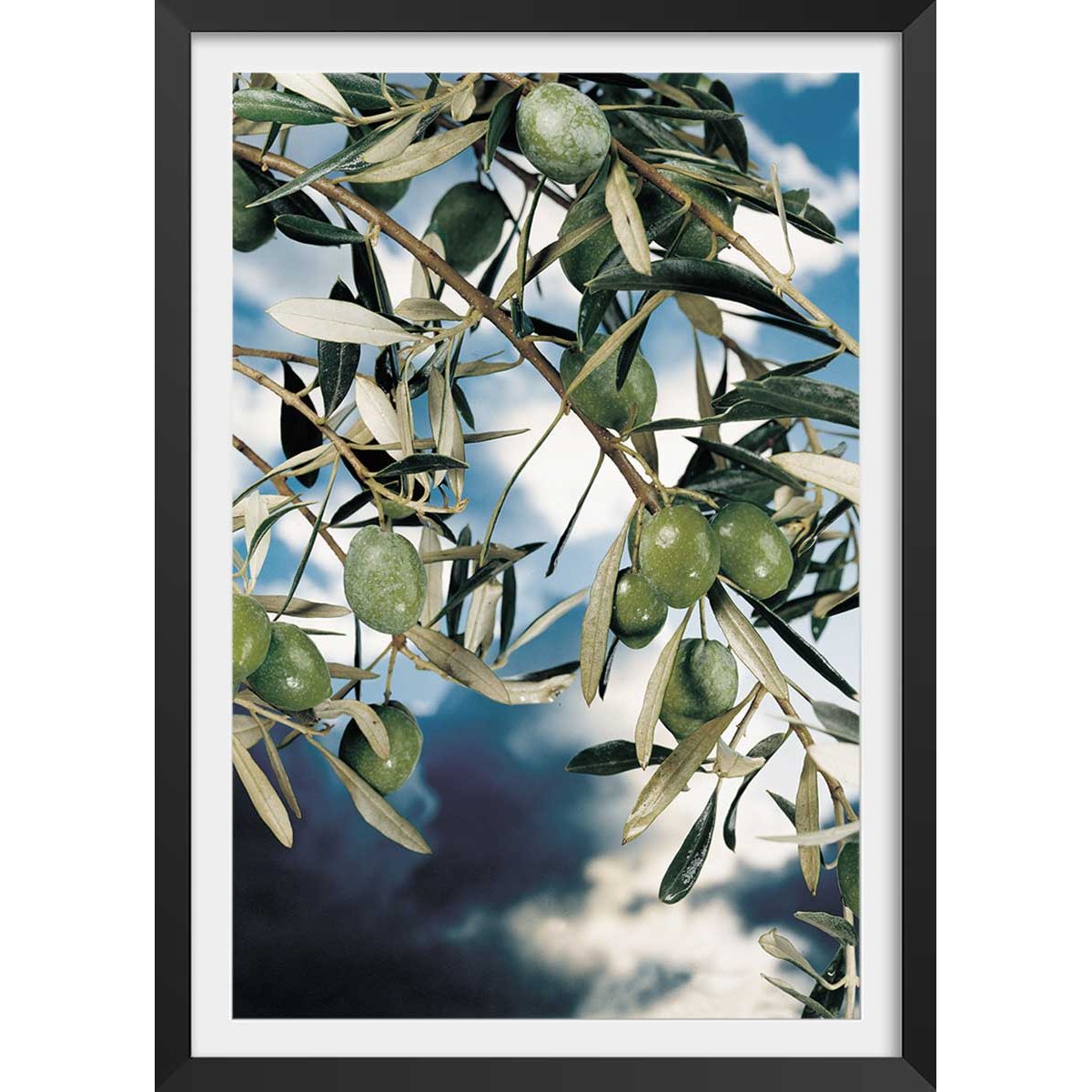 Poster kalamata, olivier grec affiche + cadre en bois - noir, HEXOA