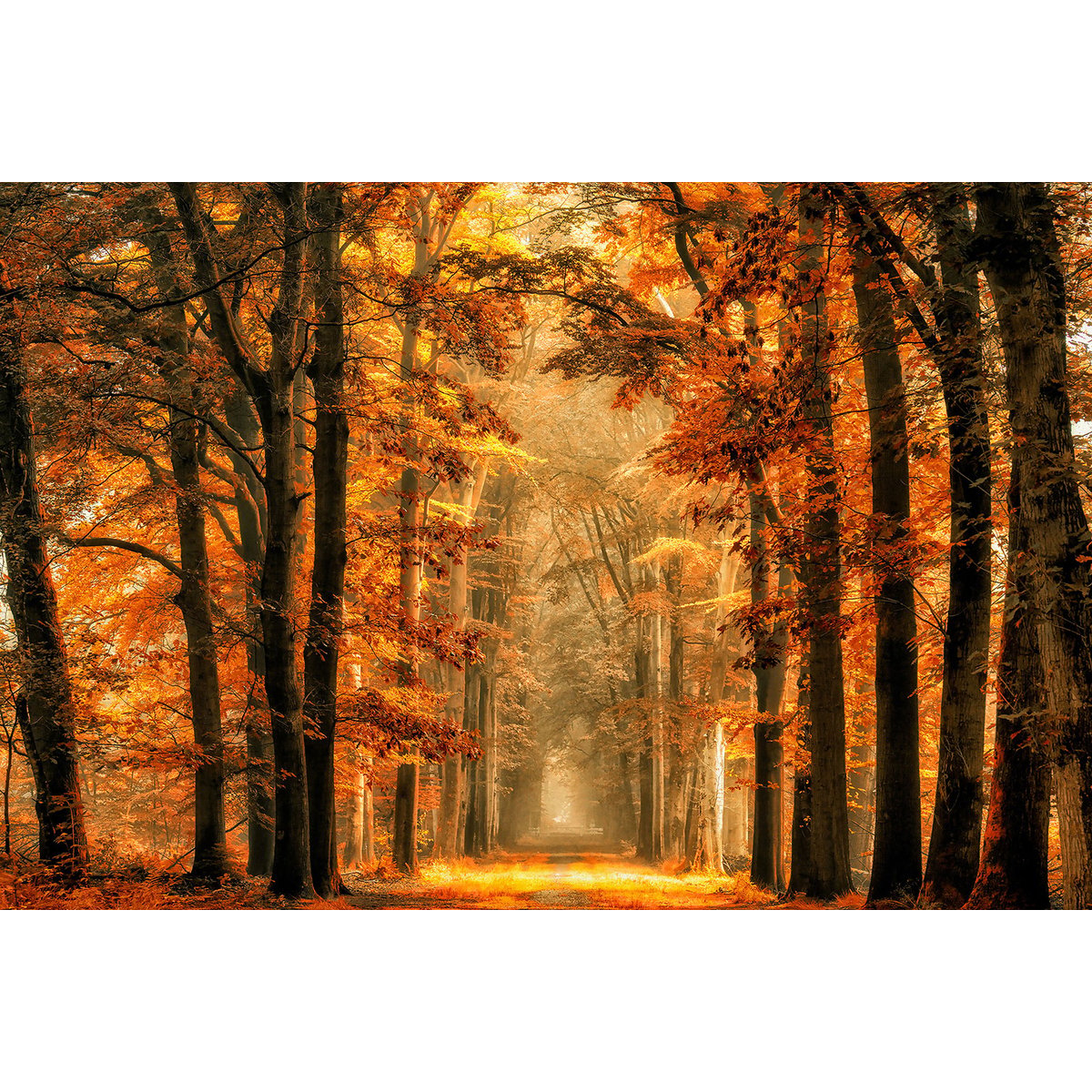 Tableau magie de l' automne tableau alu dibond, HEXOA