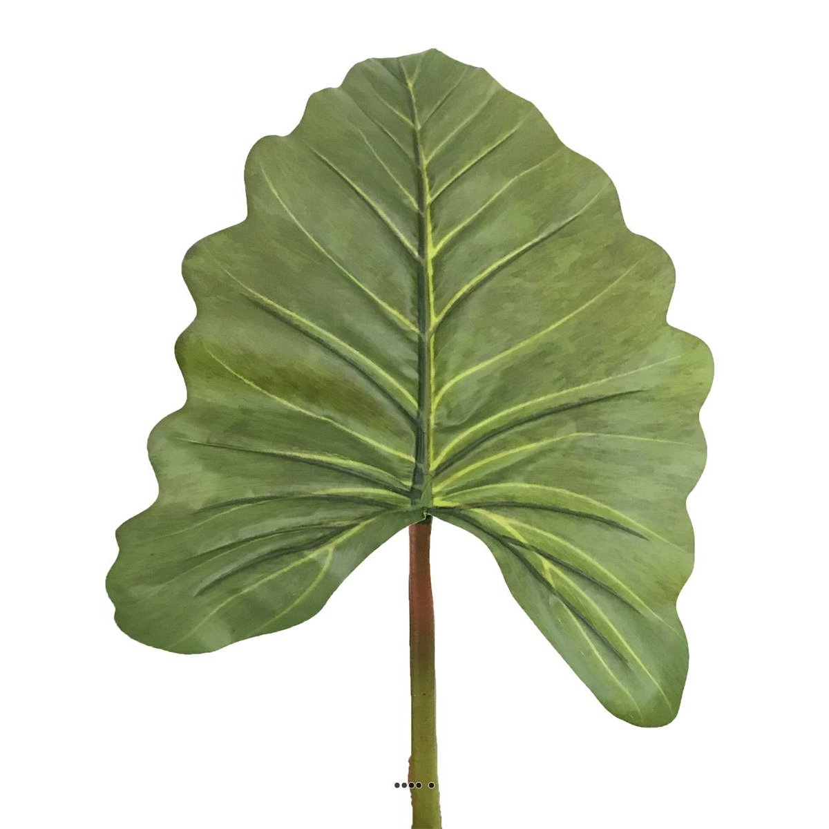 Feuille d'Alocasia, Songe Caraïbe a v002239, ARTIFICIELLES