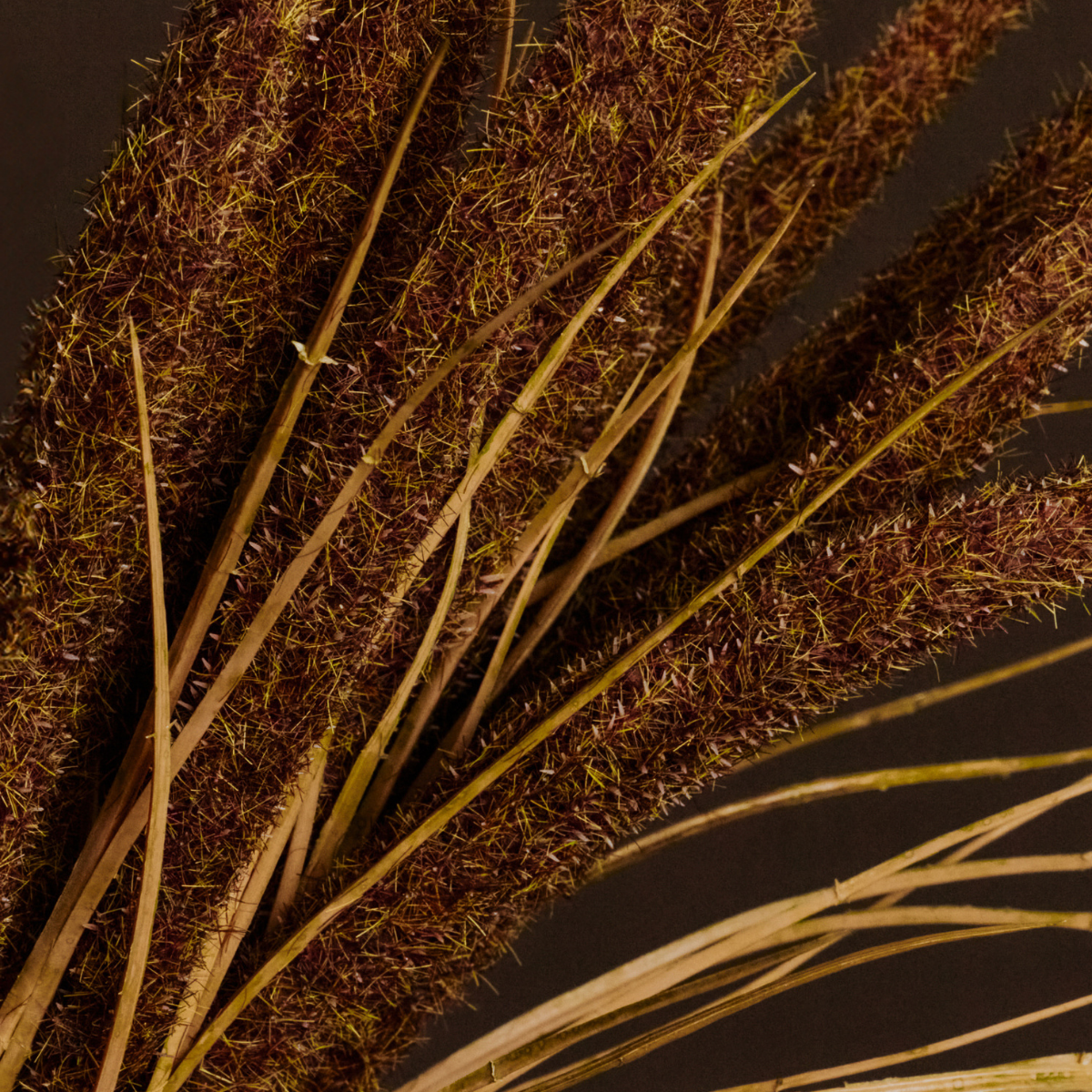 Bouquet de pampa 7 tiges artificielle H50 marron, SIA DECO