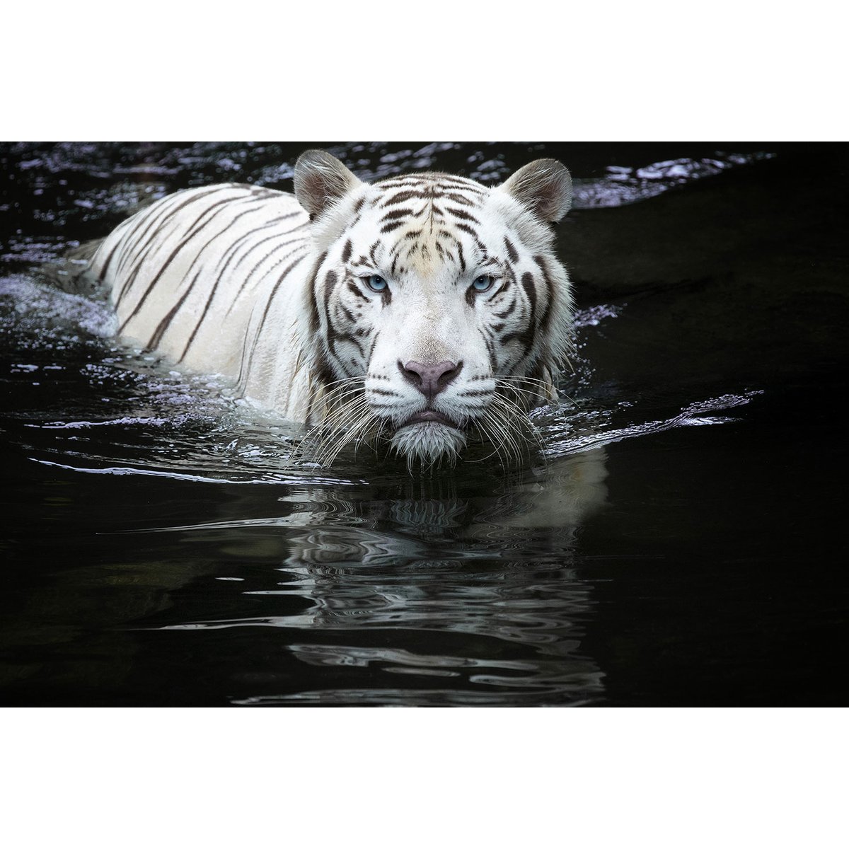 Tableau tigre Regarde moi tableau alu dibond, HEXOA