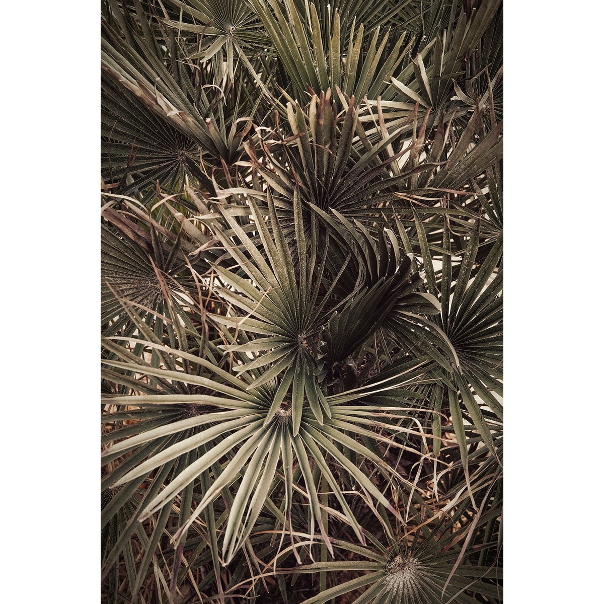 Tableau tropicana mood tableau alu dibond, HEXOA