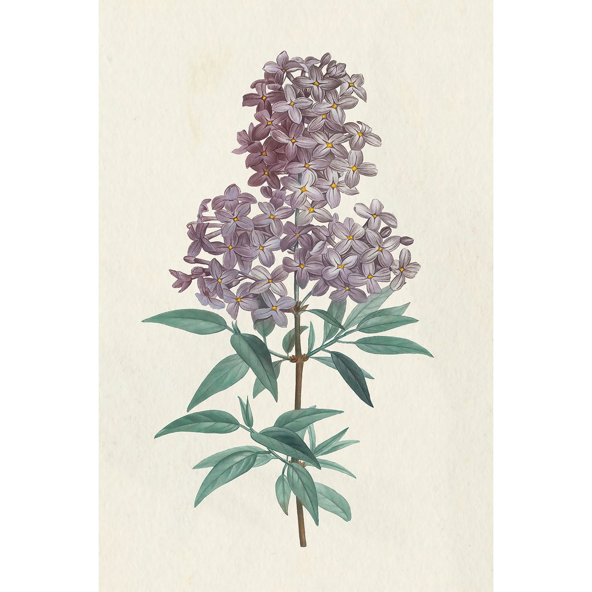 Tableau fleurs Gravure de Lilas vintage tableau alu dibond, HEXOA