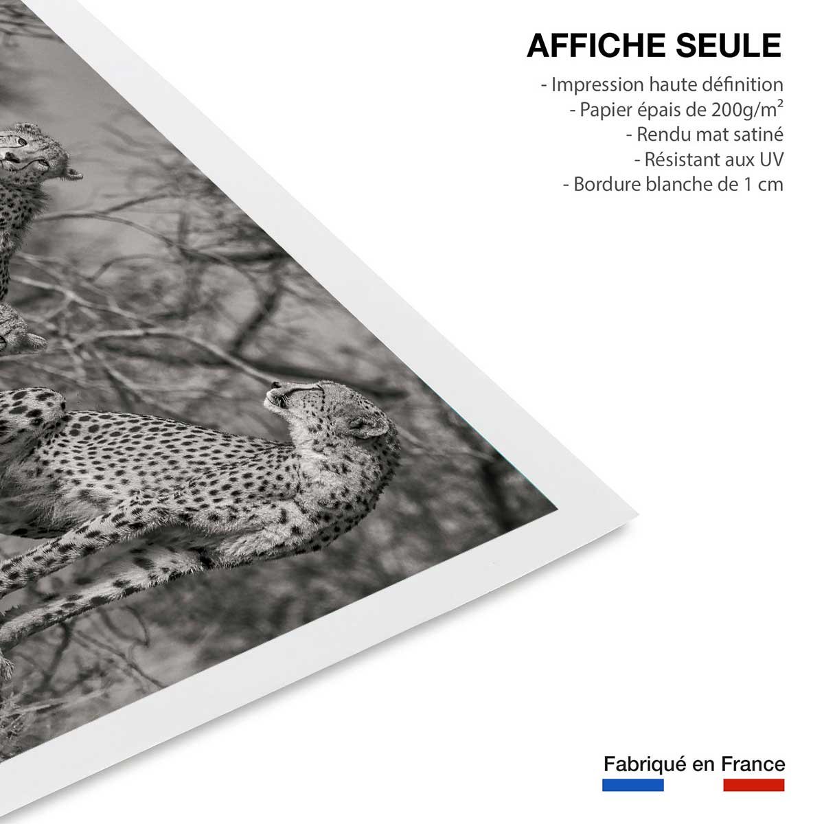 Affiche animaux 3 petits chats affiche seule, HEXOA