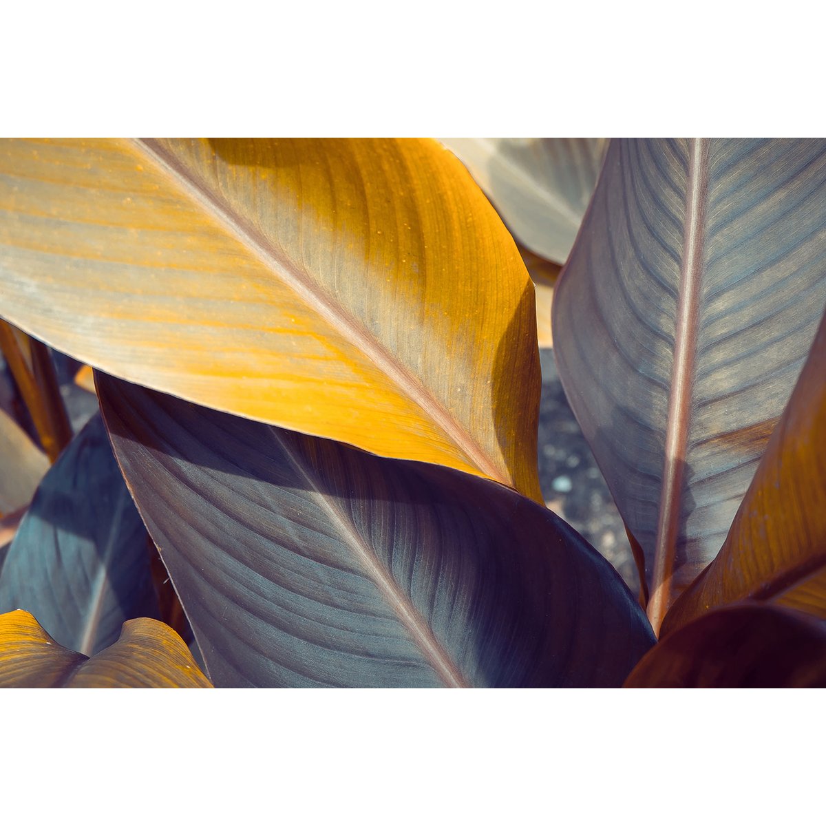 Tableau palm leaves y tableau alu dibond, HEXOA