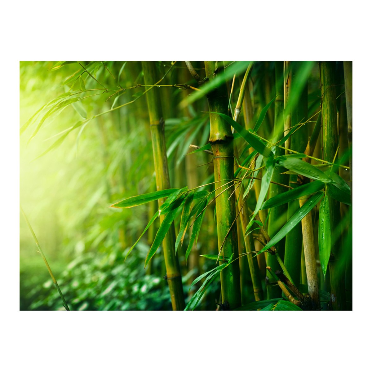 Papier peint intissé panoramique Orient jungle - bambou multicouleur, EDEN