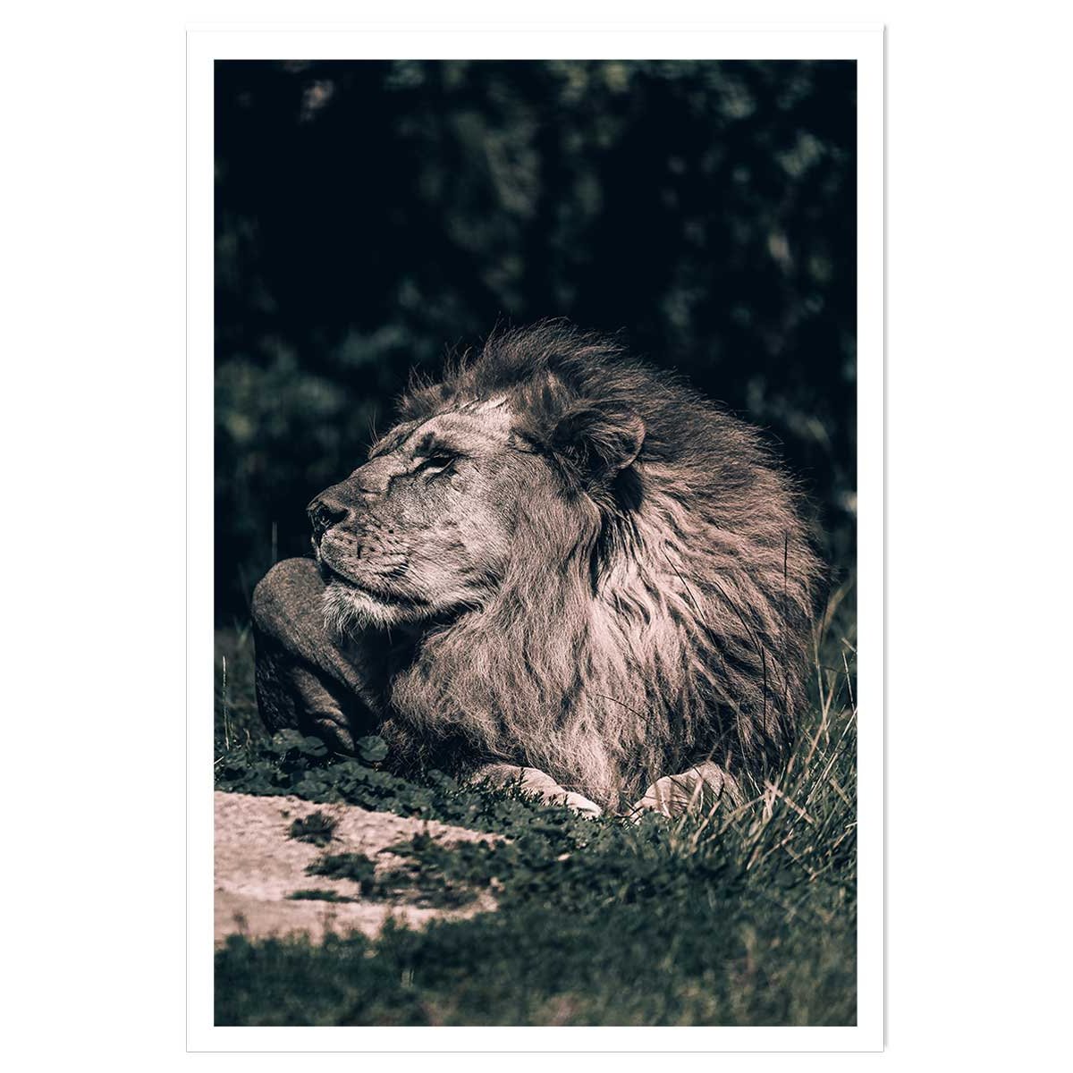 Affiche lion mon roi affiche seule, HEXOA