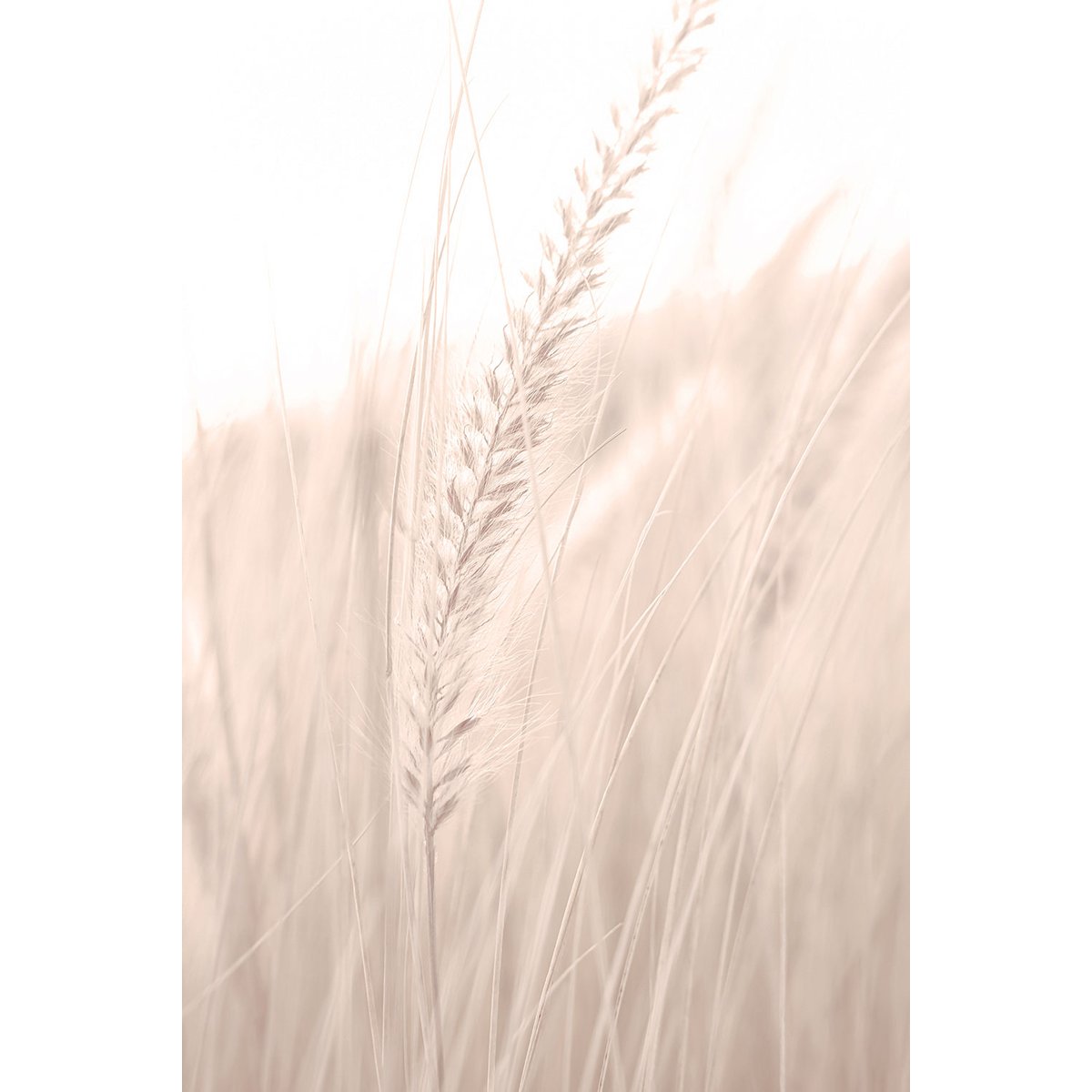Tableau blé poudré tableau alu dibond, HEXOA