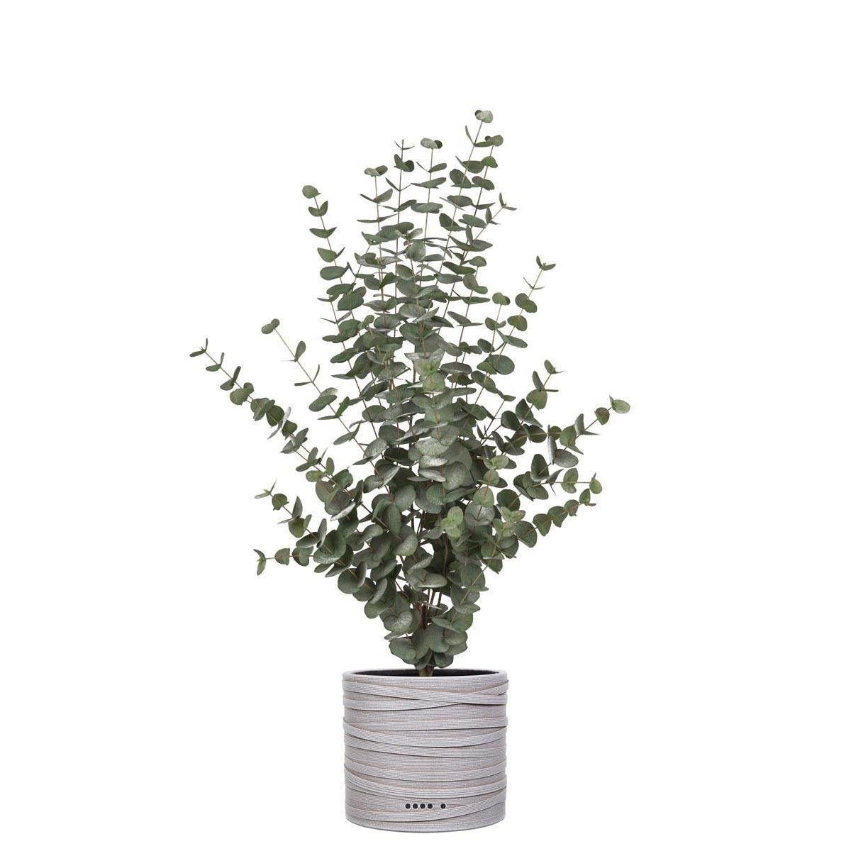 Eucalyptus cinerea artificiel en pot H 110 cm blanc, ARTIFICIELLES