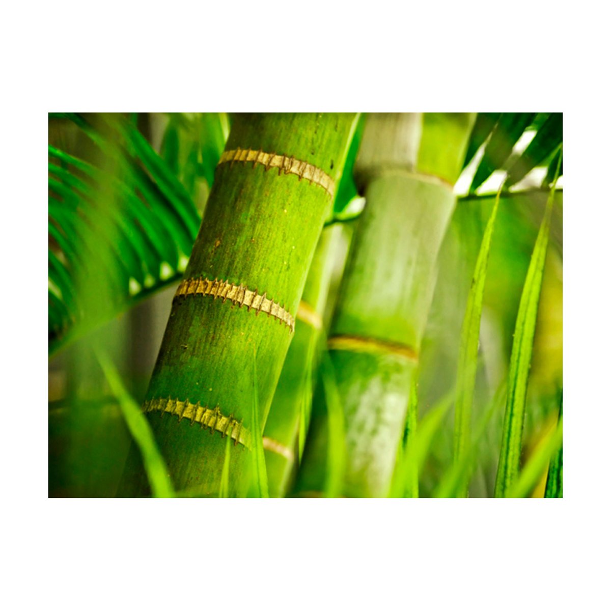 Papier peint intissé panoramique Orient bambou - détail vert, EDEN