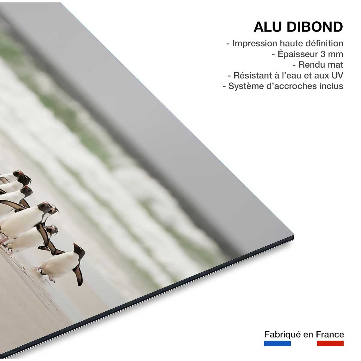 Tableau animaux pingouins tableau alu dibond, HEXOA
