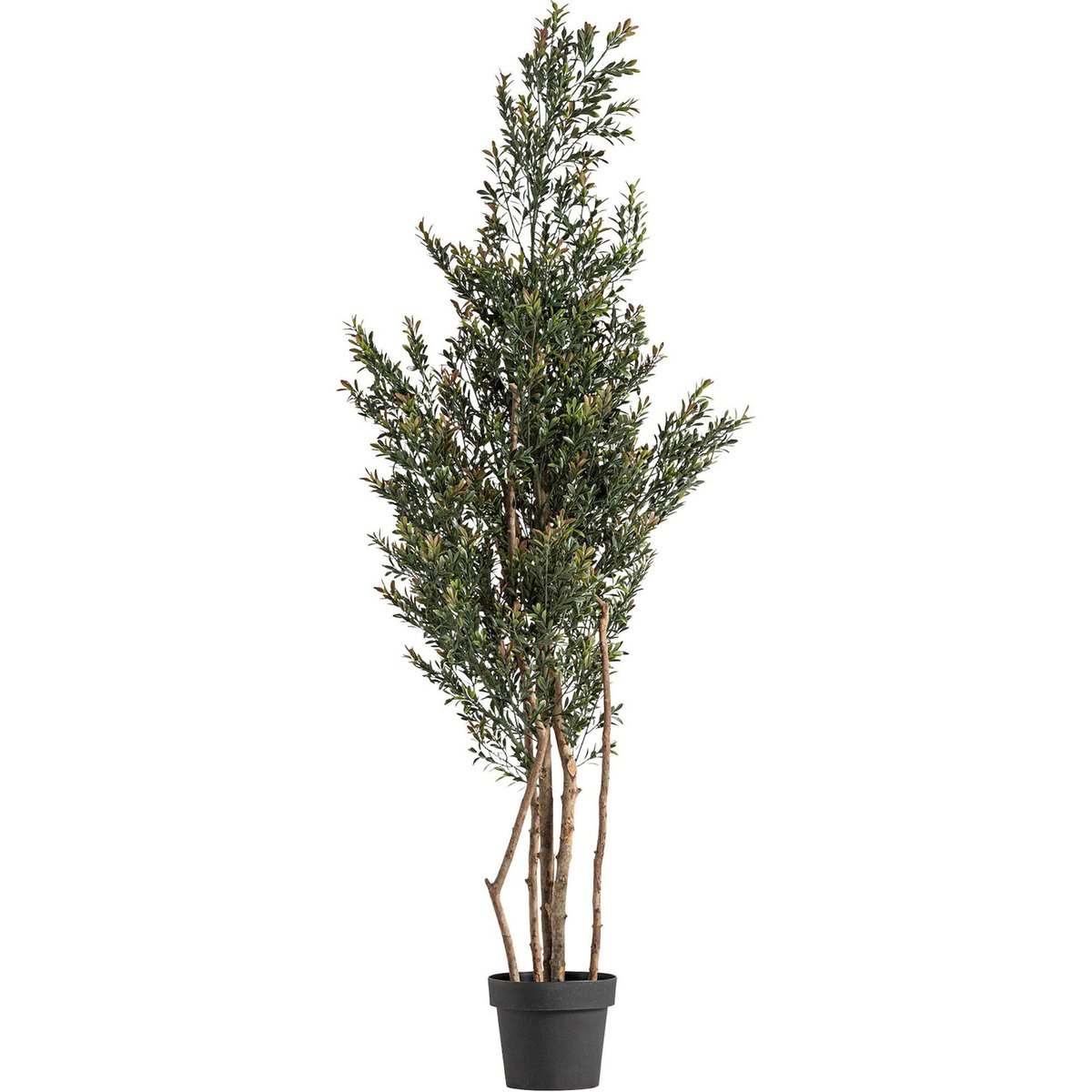Plante décorative en pot, Lot de 2 vert noir et marron, RECOLLECTION