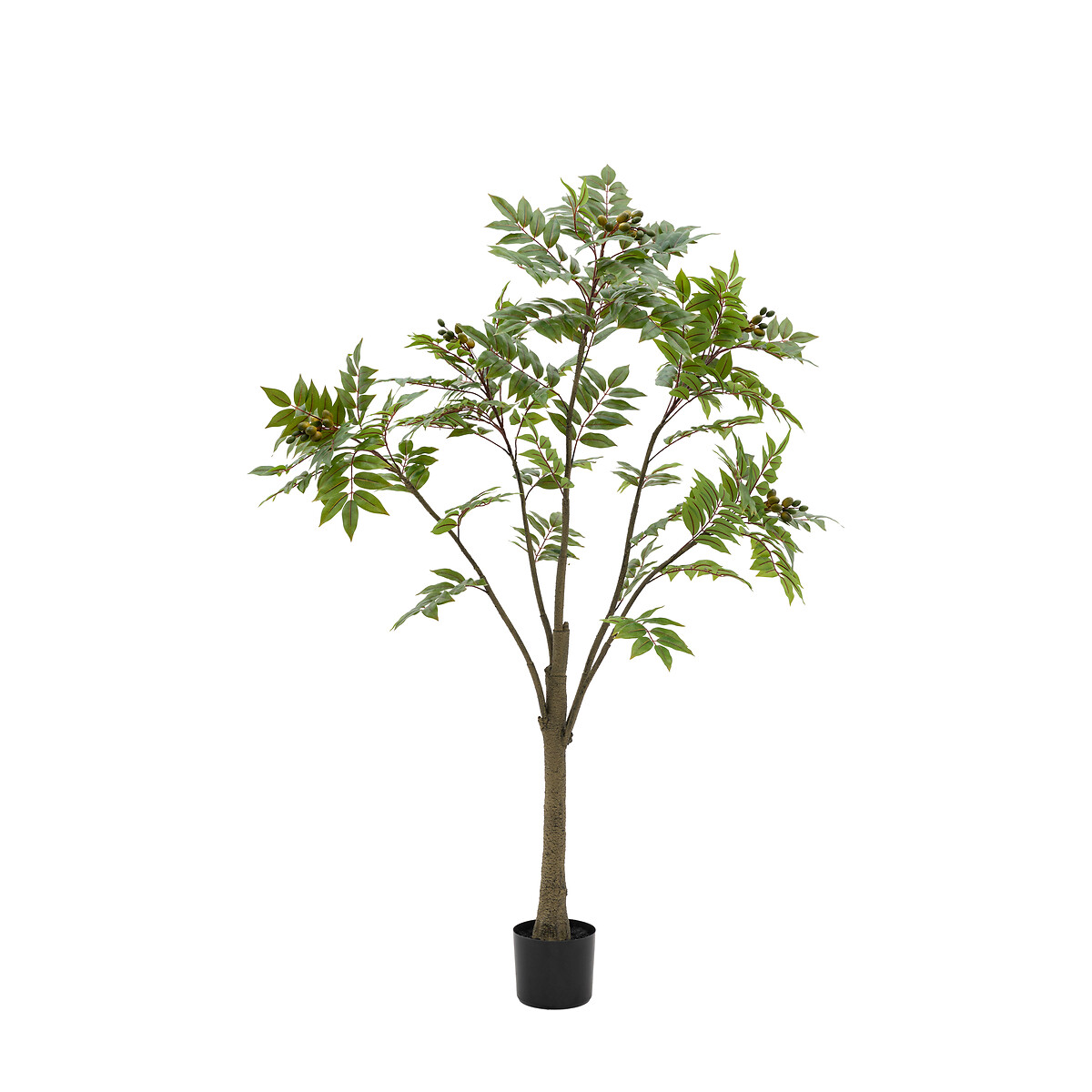 5ft Potted Chinese White Olive Tree green, ÉDITÉ