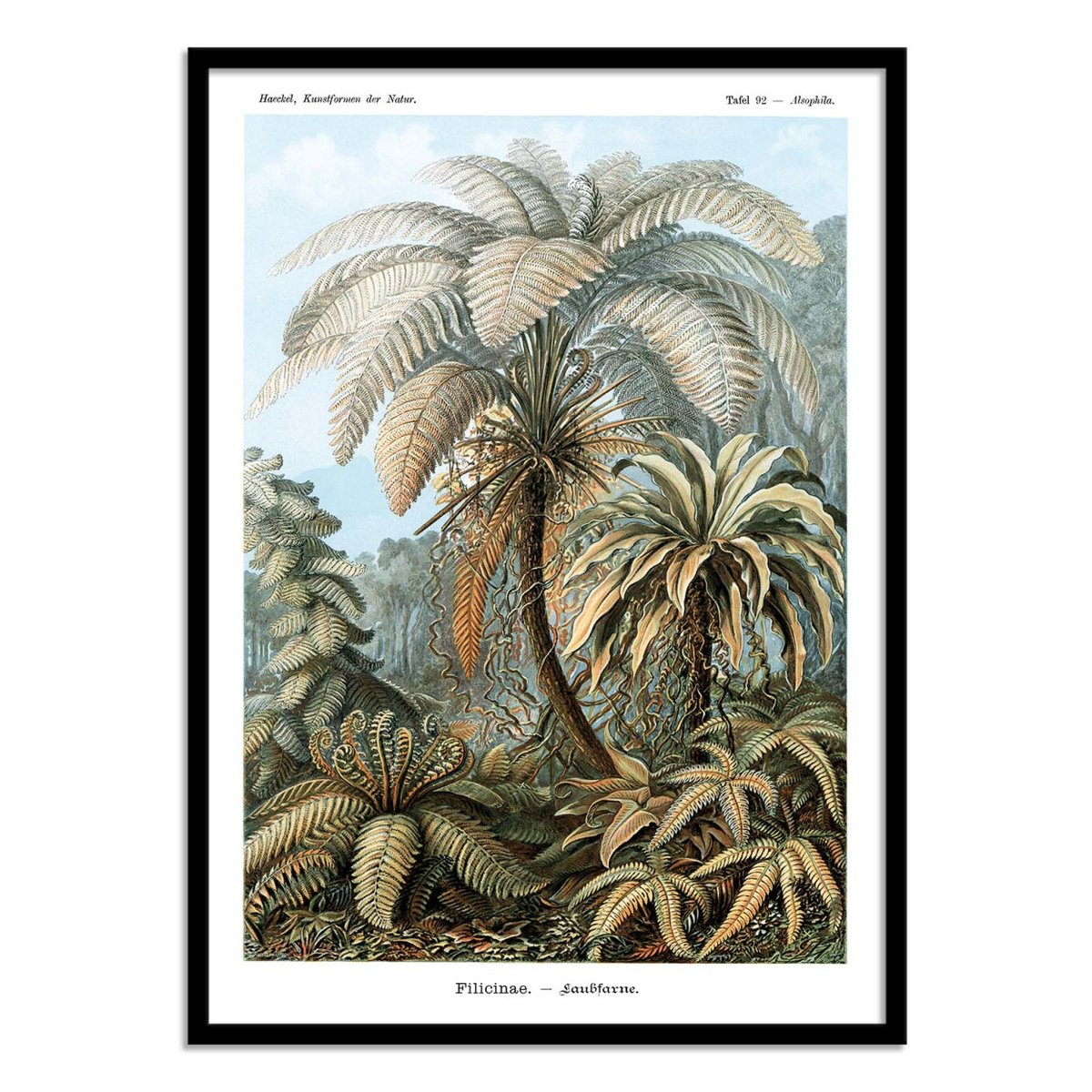 Affiche d'art - Filicinae, 1899 couleur unique, WALL EDITIONS