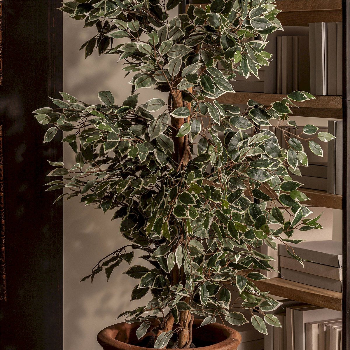 Ficus décoratif à feuillage exotique tropical vert feuillage naturel et tronc marron, RECOLLECTION