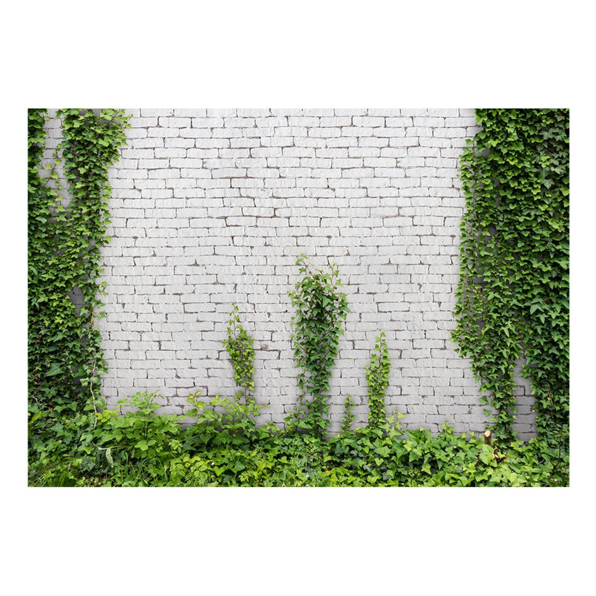 Papier peint intissé panoramique Lierre grimpant vert, EDEN